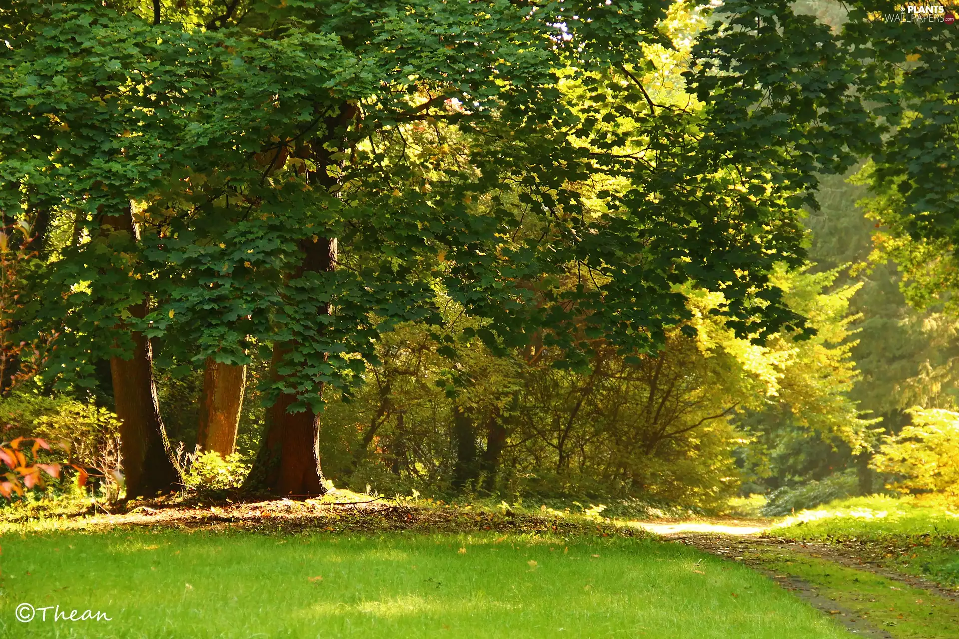 grass, trees, autumn, Path, Leaf, viewes