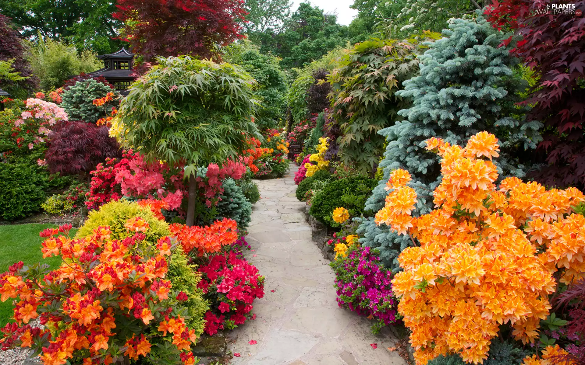Flowers, Azaleas, viewes, Rhododendron, trees, Bush, Garden, Path
