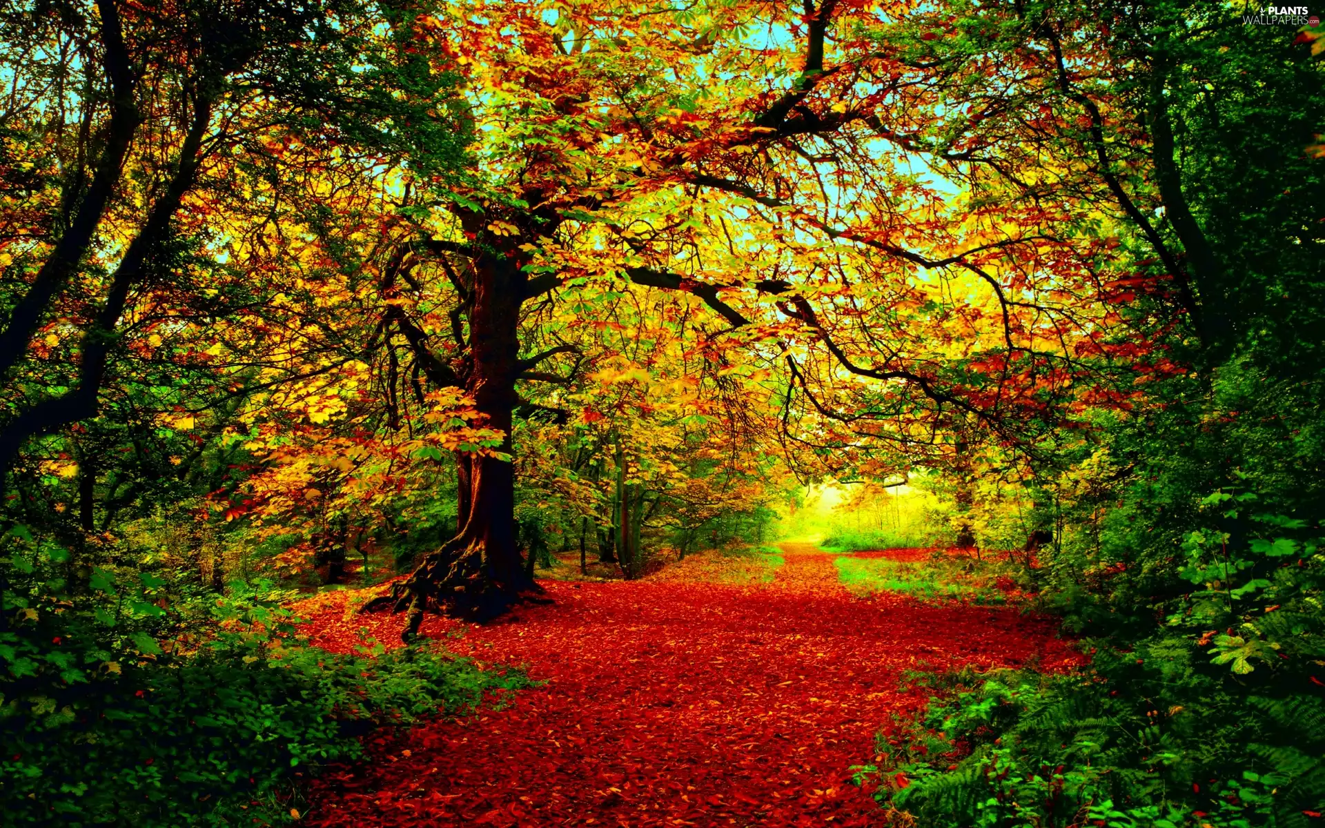 Path, forest, viewes, Path, autumn, trees, Leaf