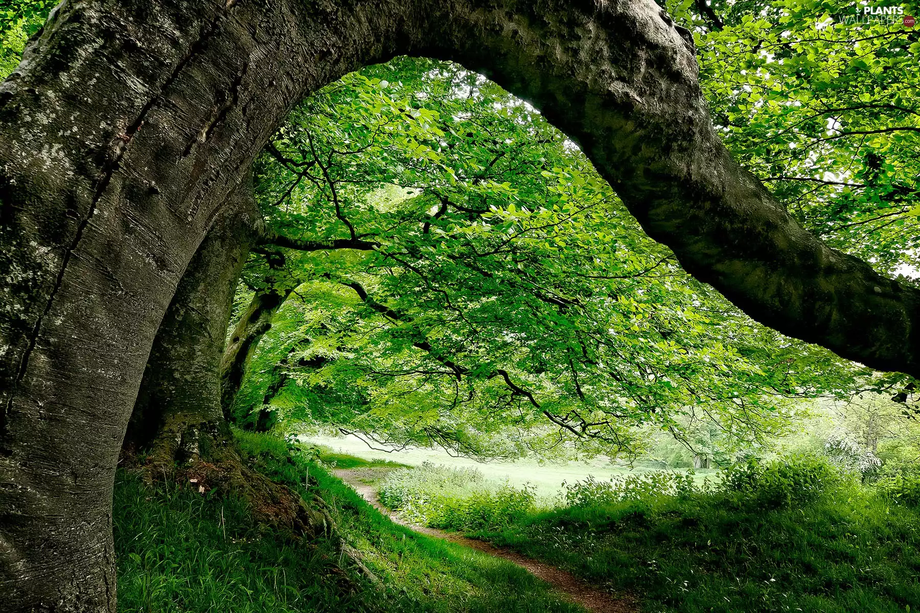 Path, Path, viewes, forest, trees