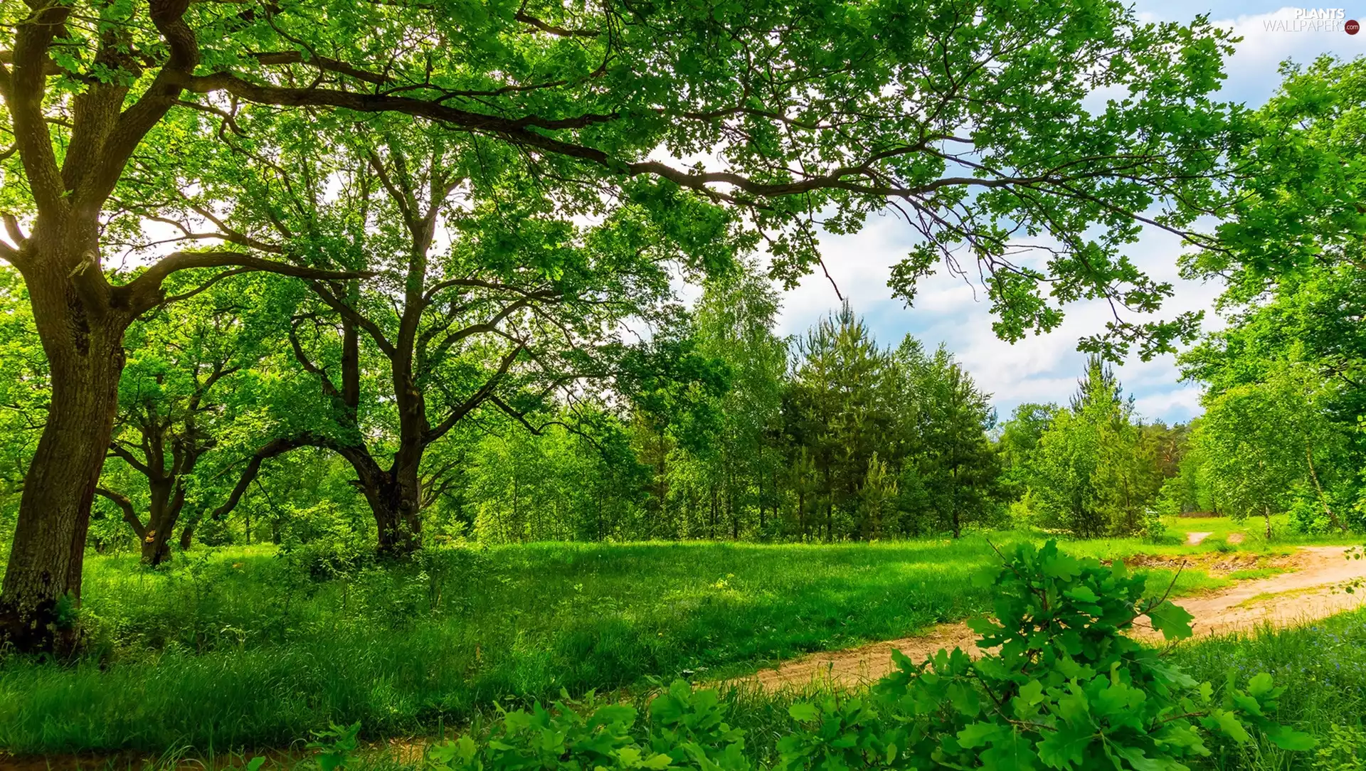 summer, Path, viewes, grass, trees