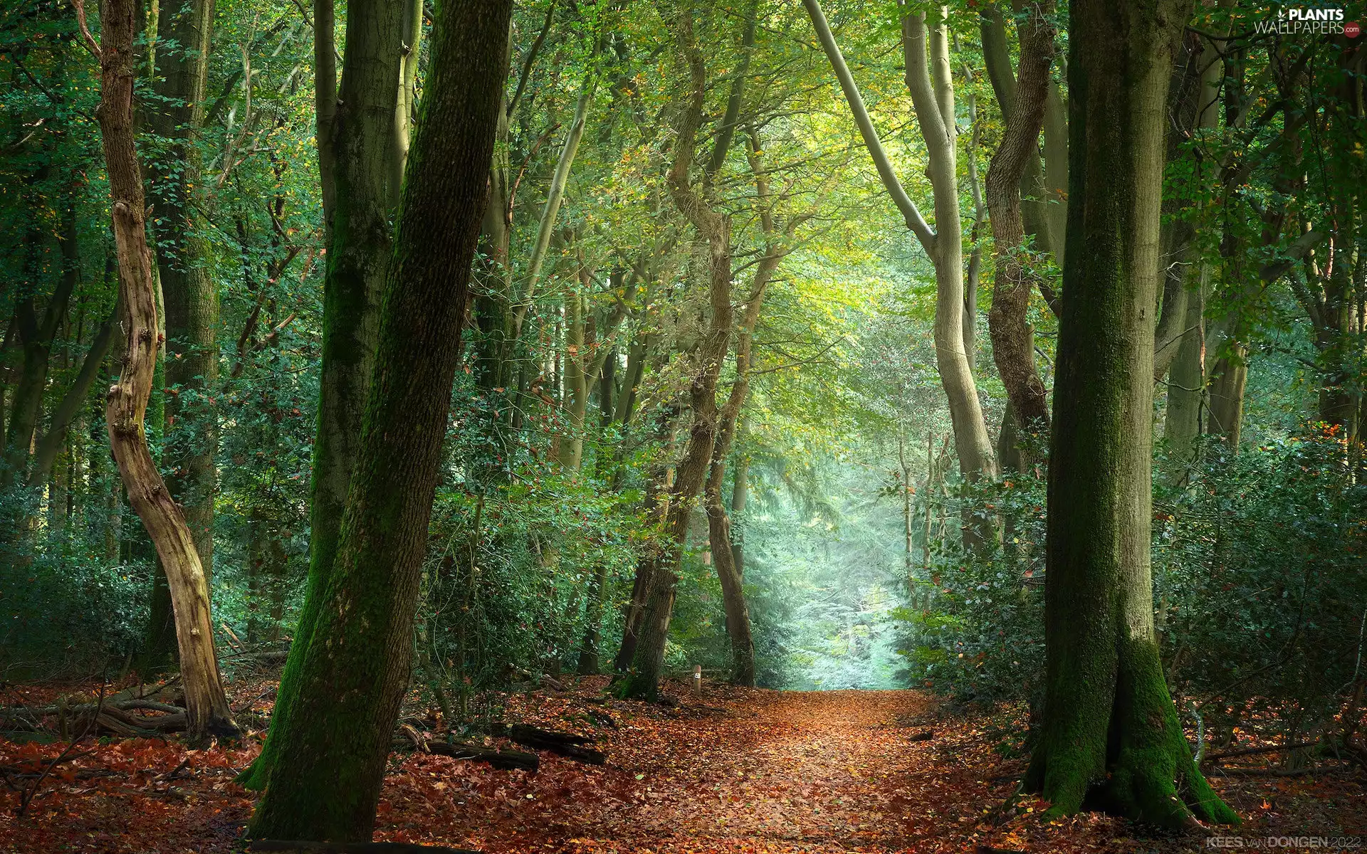 trees, forest, Way, Path, viewes, green ones