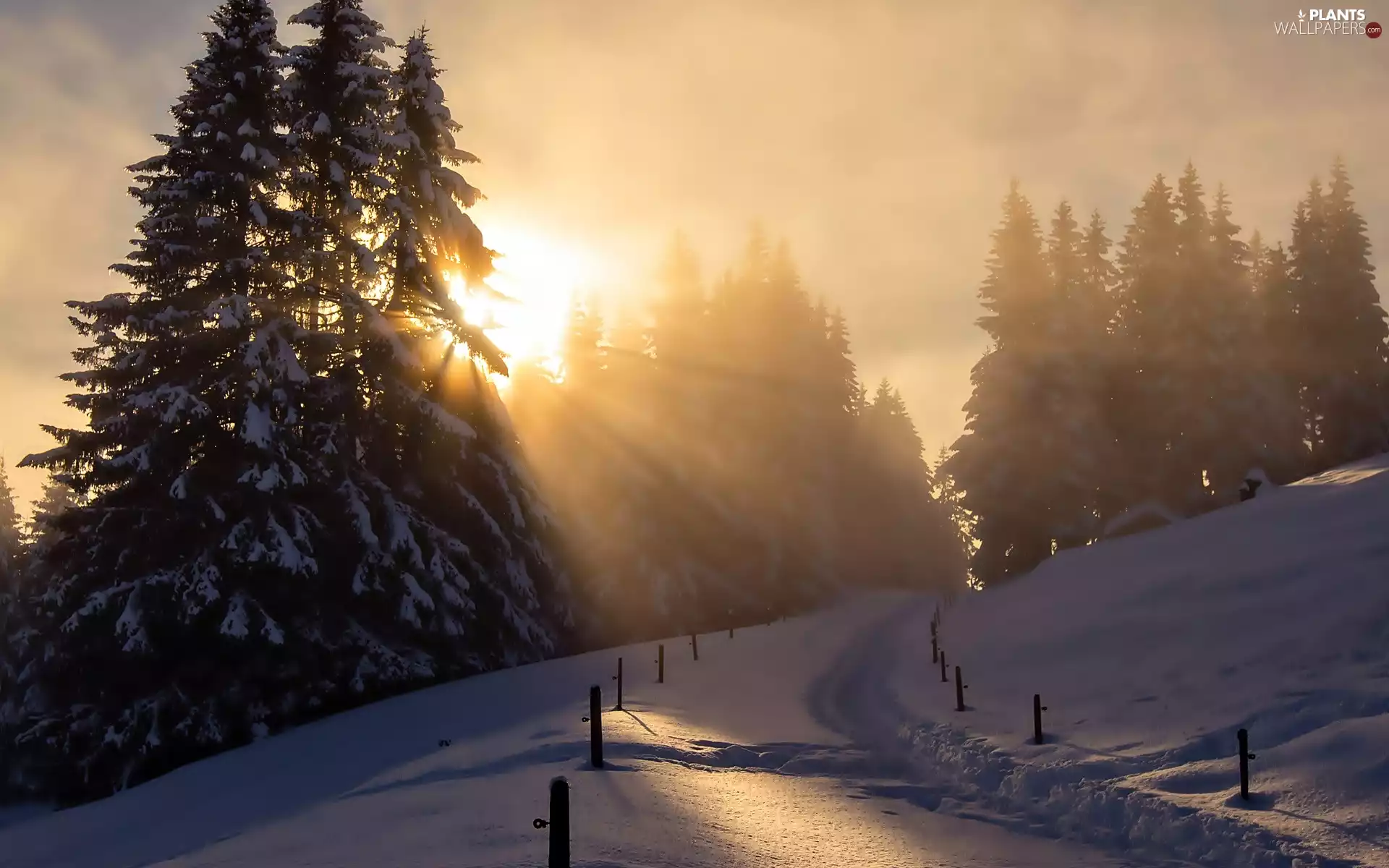 rays, snow, Way, Path, winter, sun, spruce