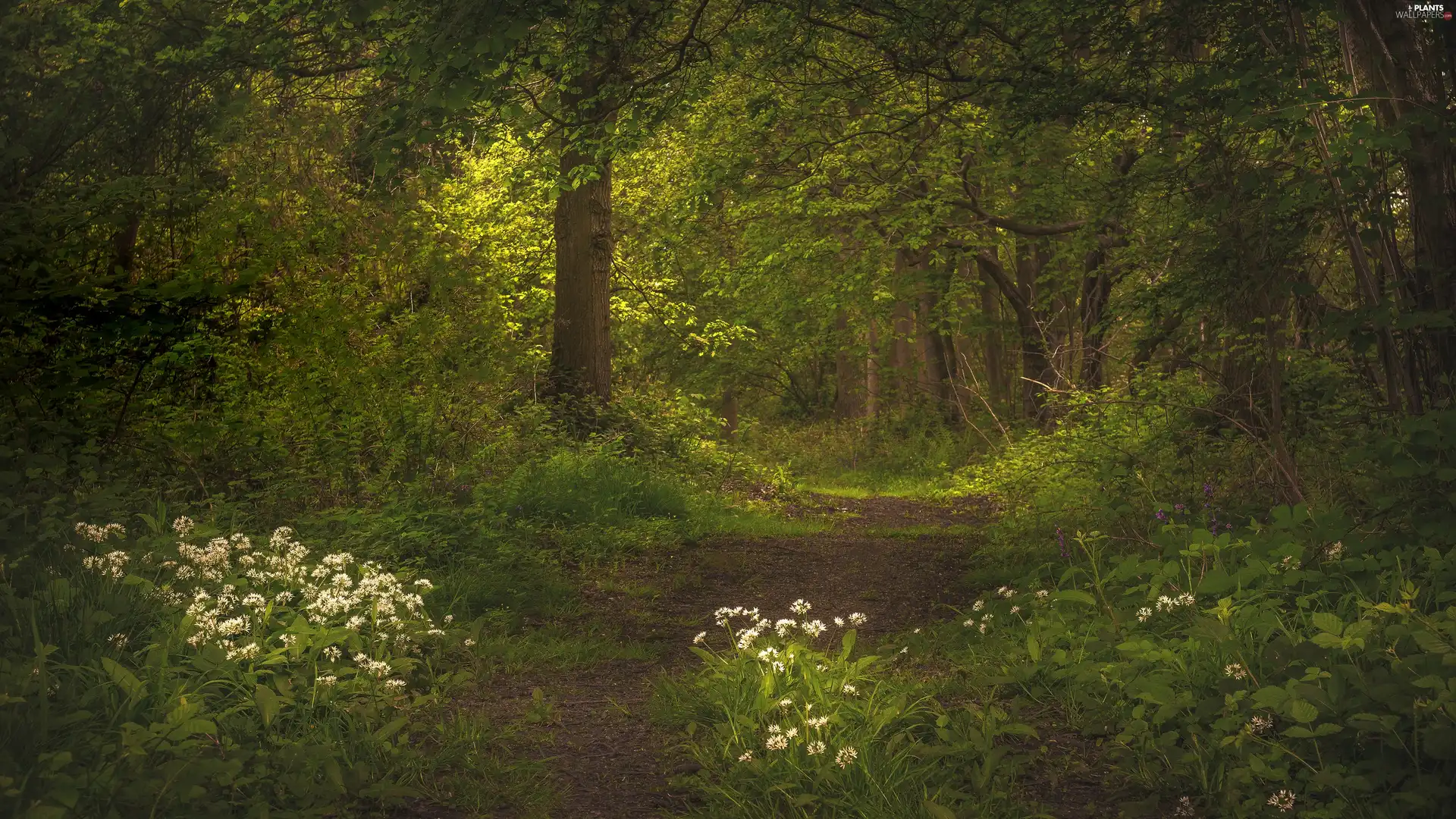 Path, Flowers, fern, Wild Garlic, viewes, Way, forest, trees