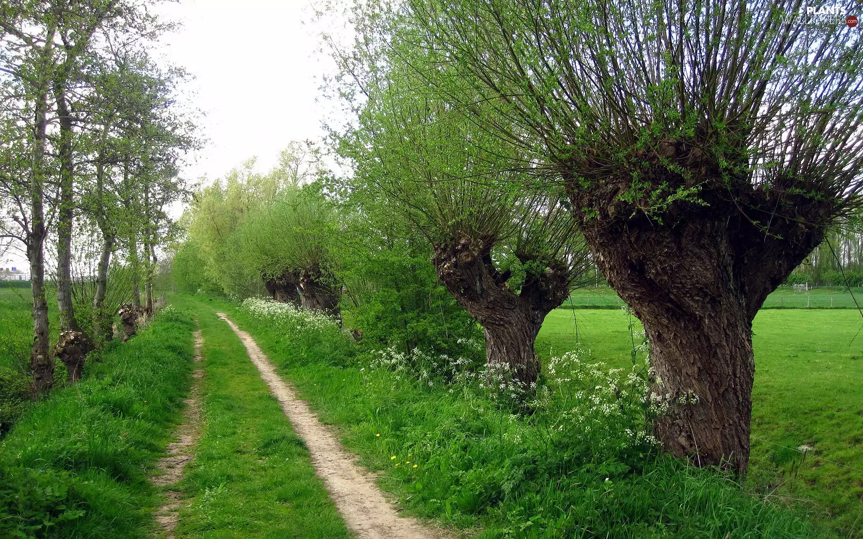 Path, willow, Way