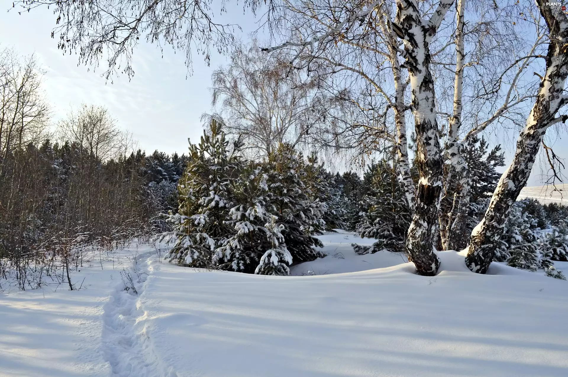 winter, birch, forest, Path