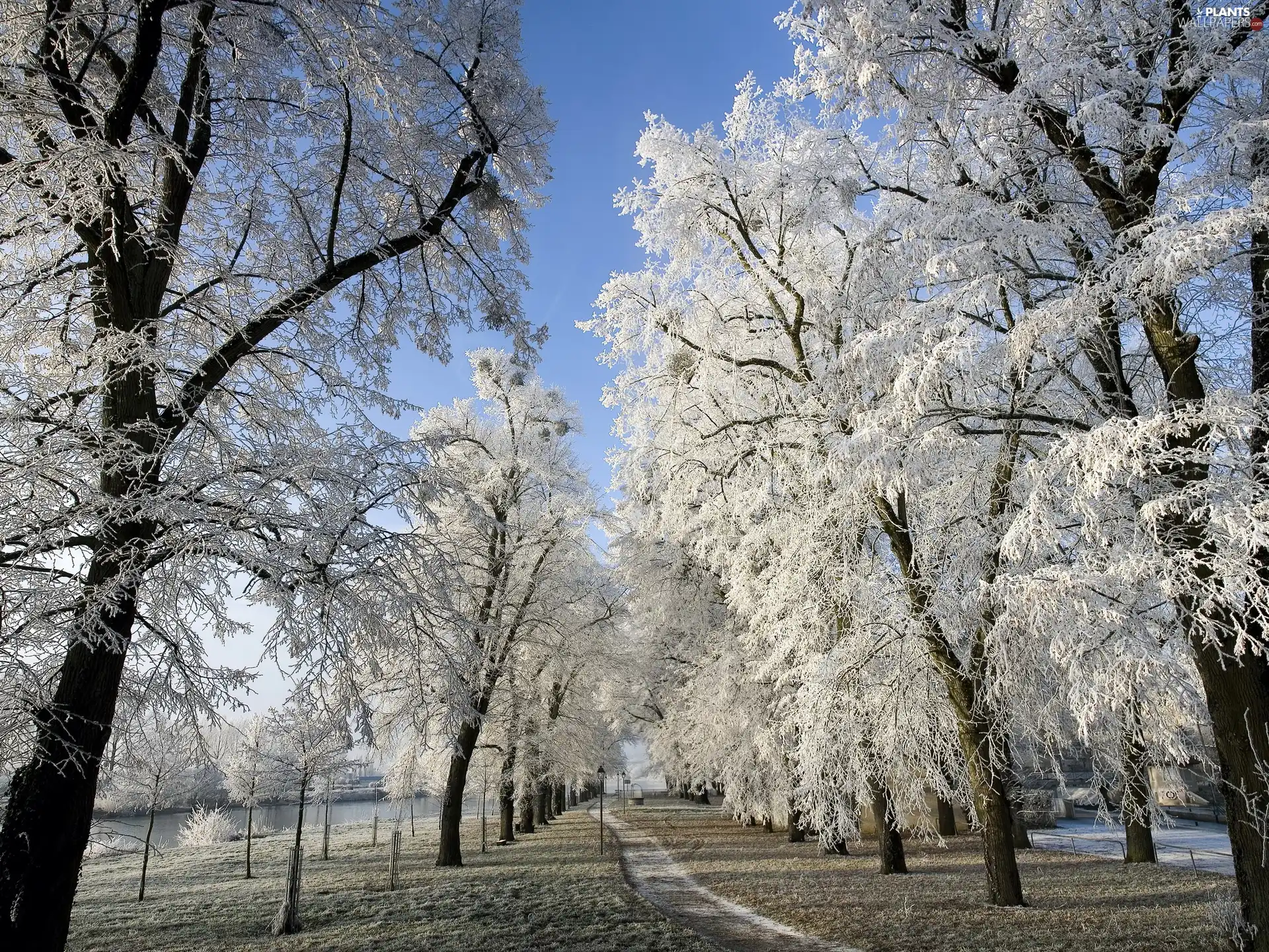 trees, Park, Path, winter, viewes, River