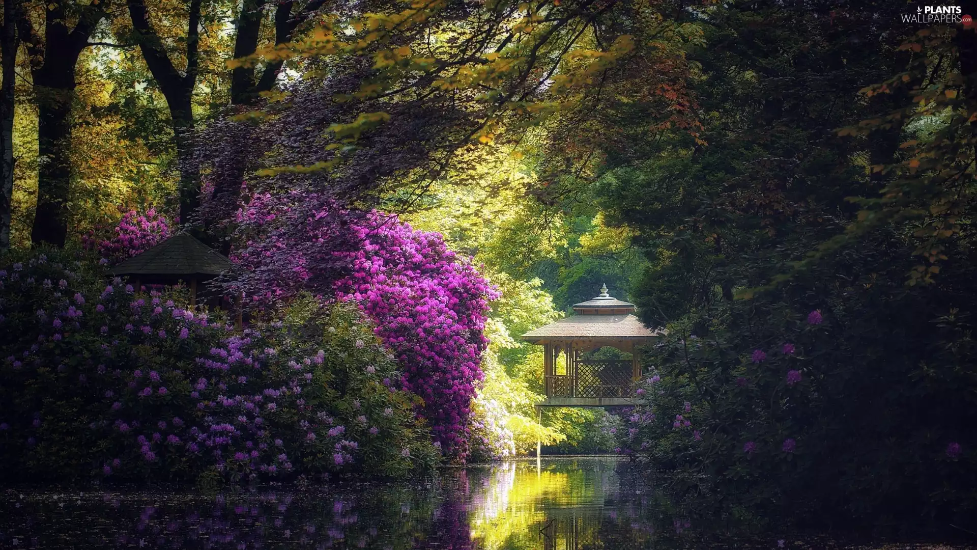Pavilions, Park, trees, viewes, rhododendron, Pond - car, Flowers, azalea, Bush