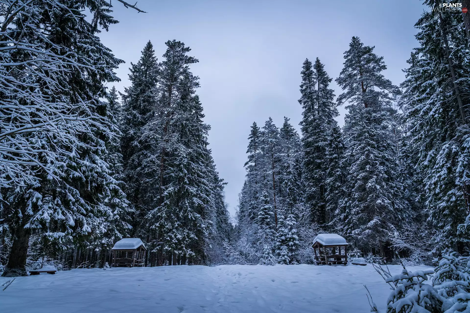 trees, winter, Spruces, Pavilions, viewes, forest