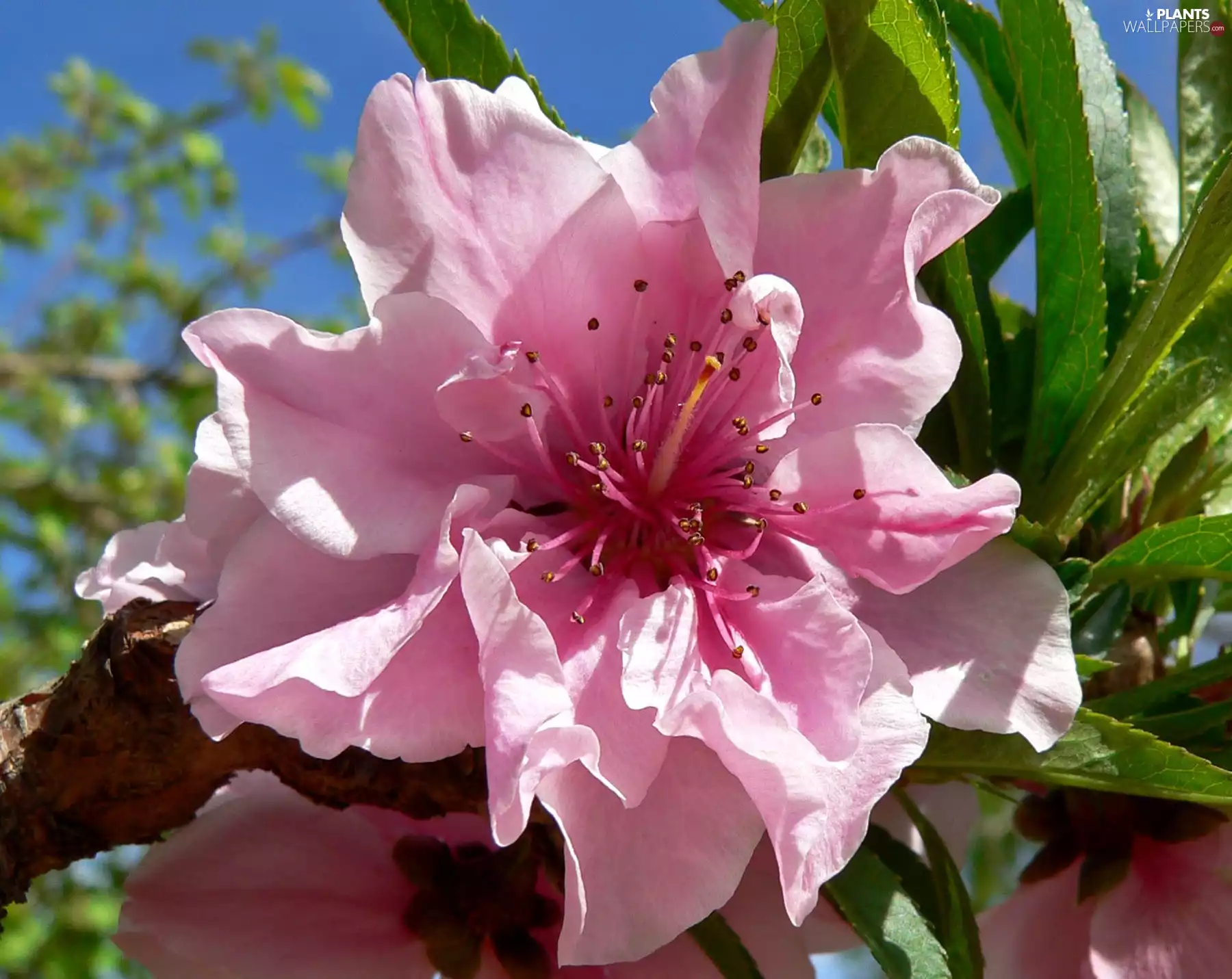 leaves, Colourfull Flowers, peach