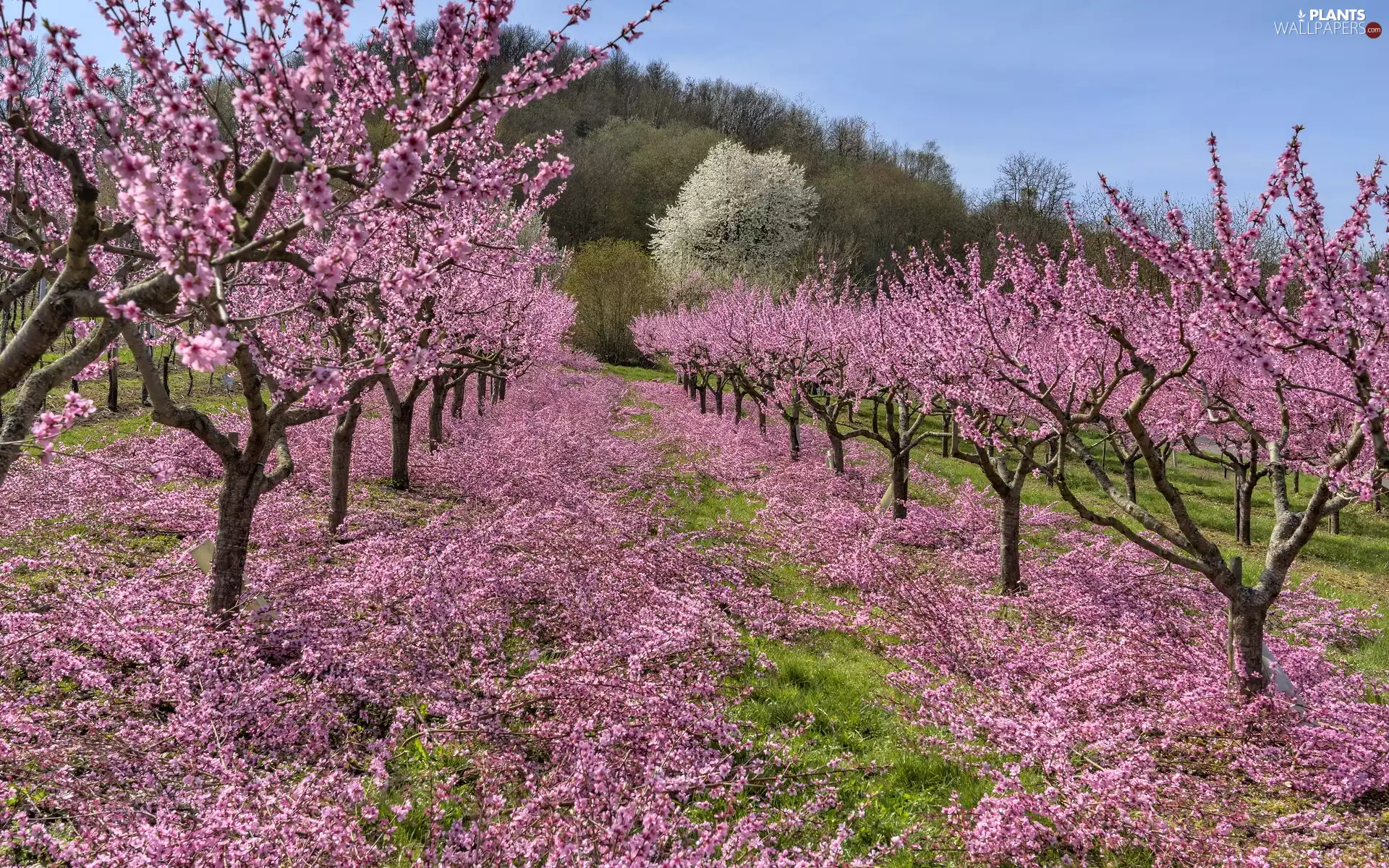 orchard, peaches, Spring, Fruit Trees