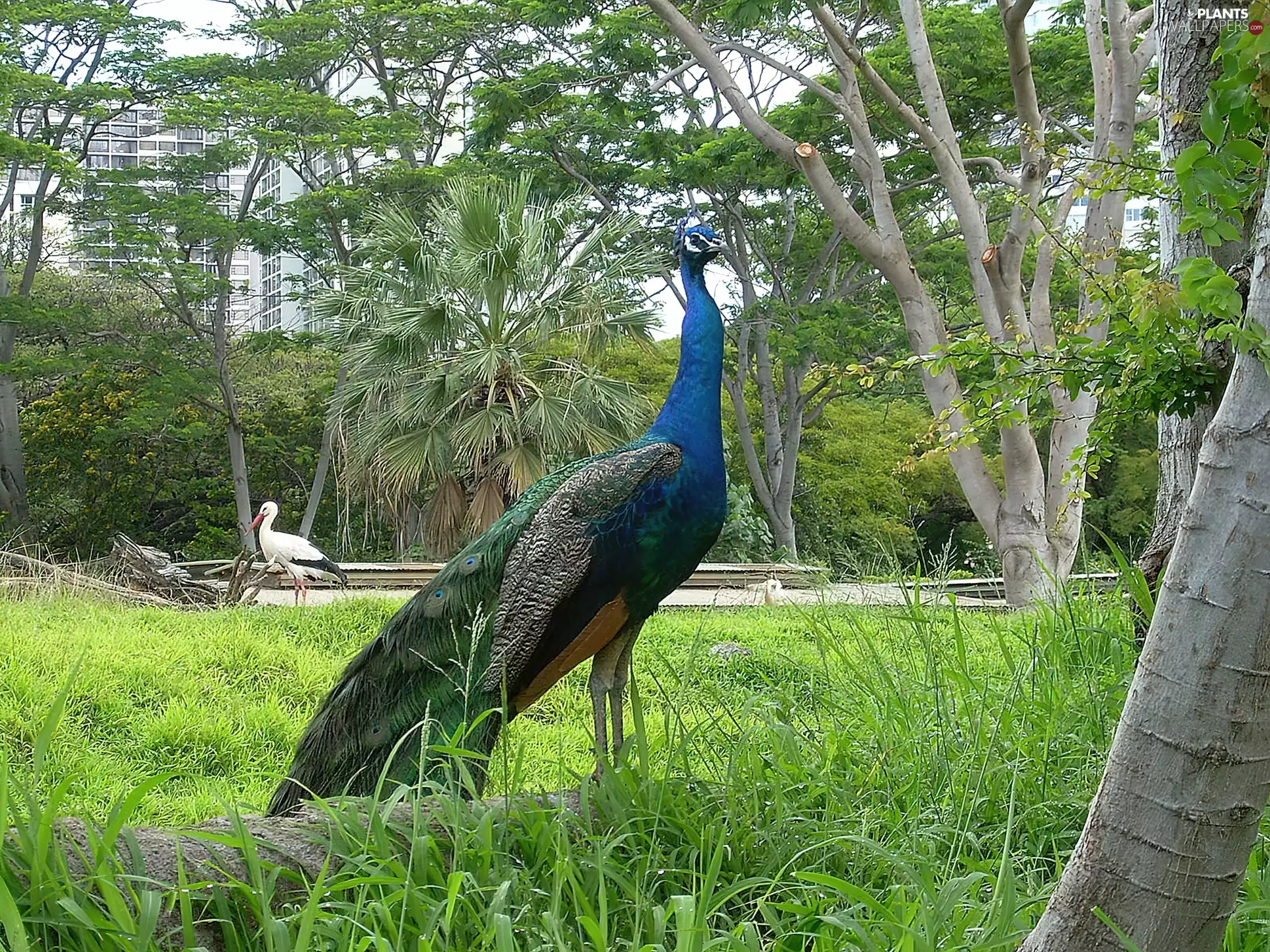 peacock, Garden