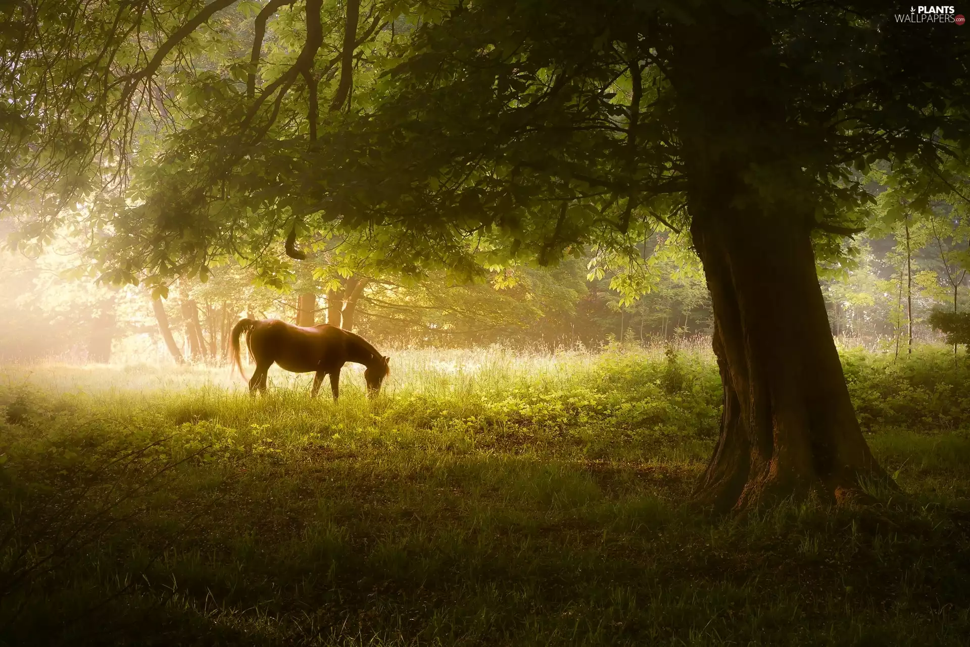 Peak District National Park, England, Horse, Meadow, trees, County Derbyshire