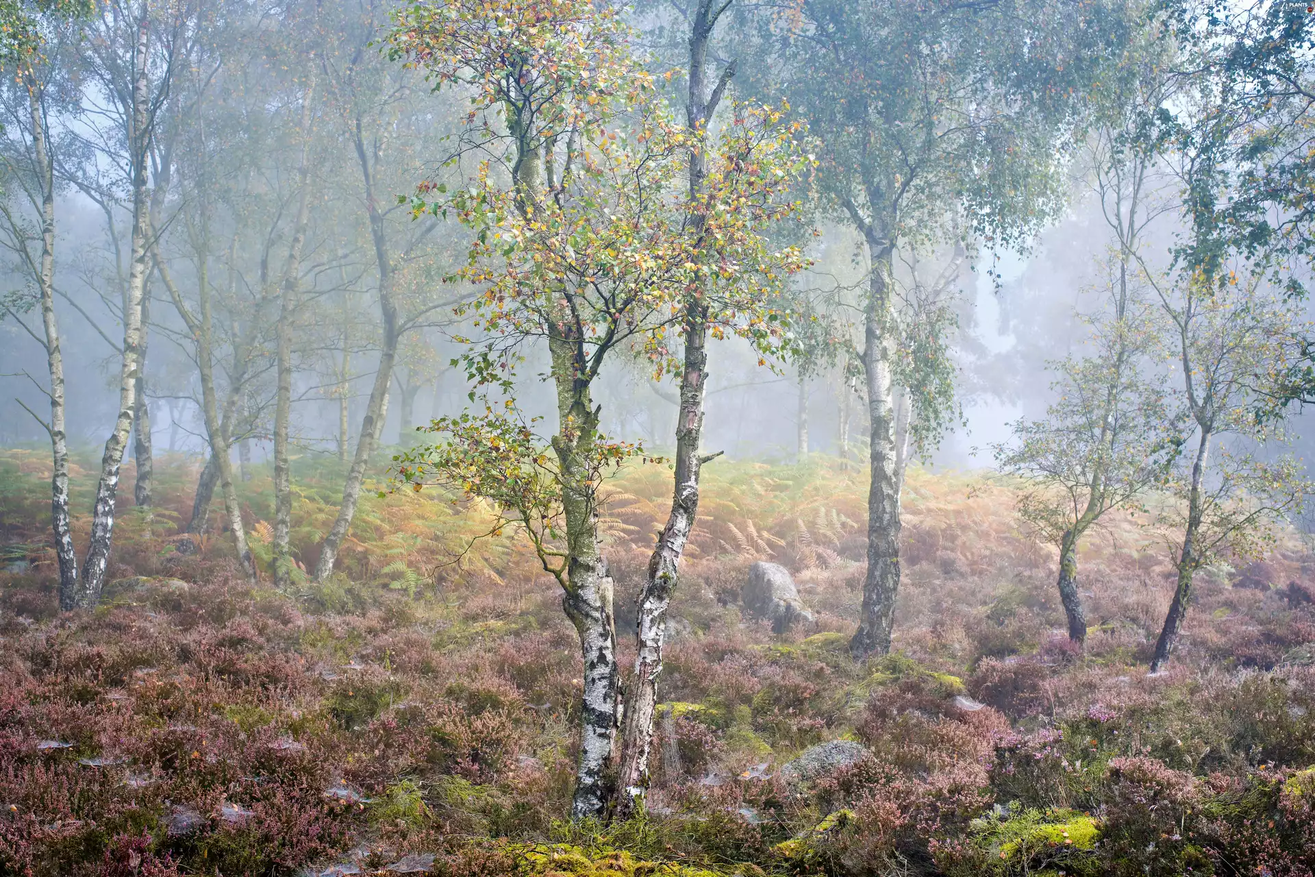 Fog, birch, County Derbyshire, heathers, autumn, Peak District National Park, England