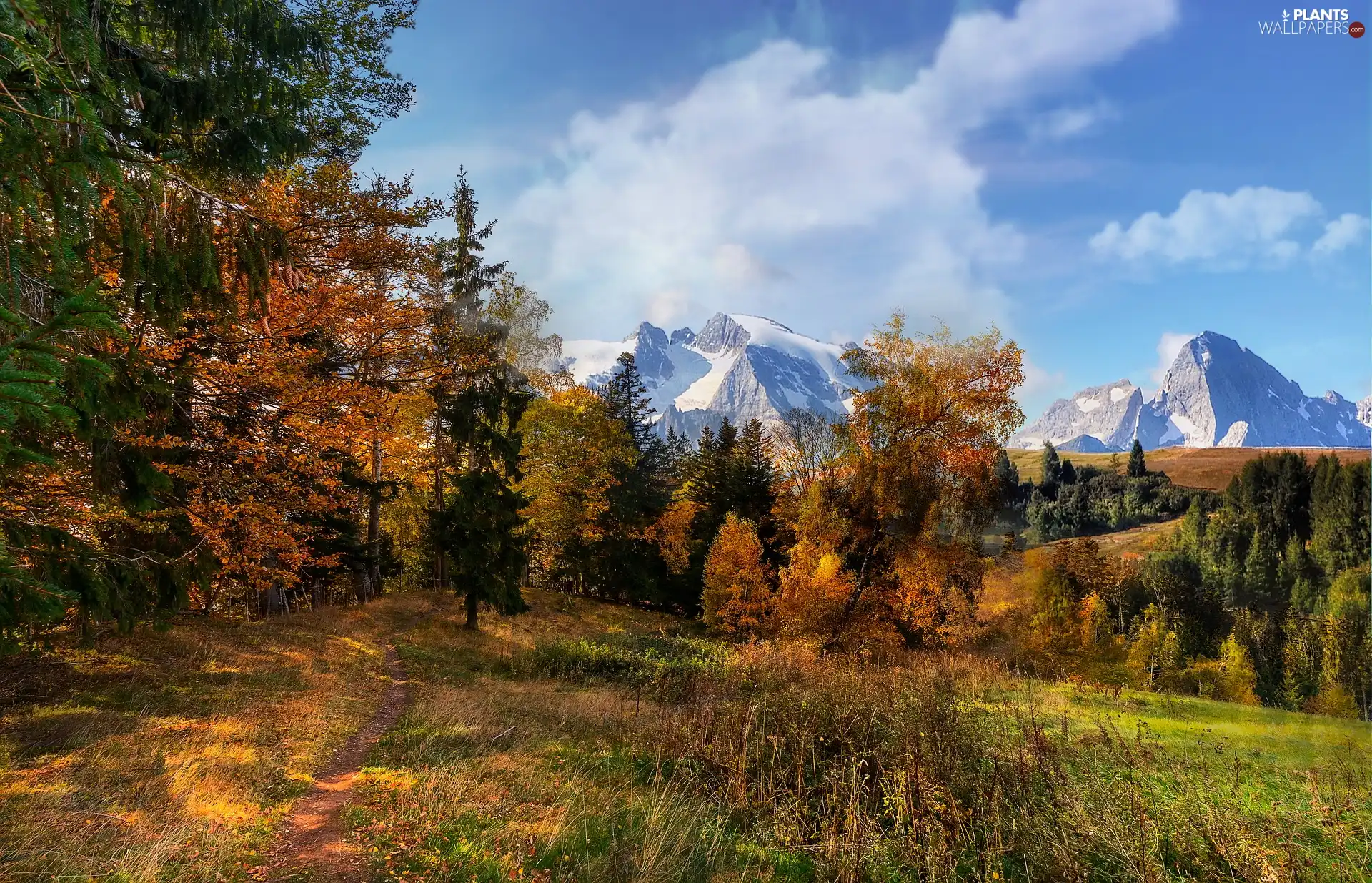 trees, Snowy, forest, peaks, Mountains, viewes, autumn