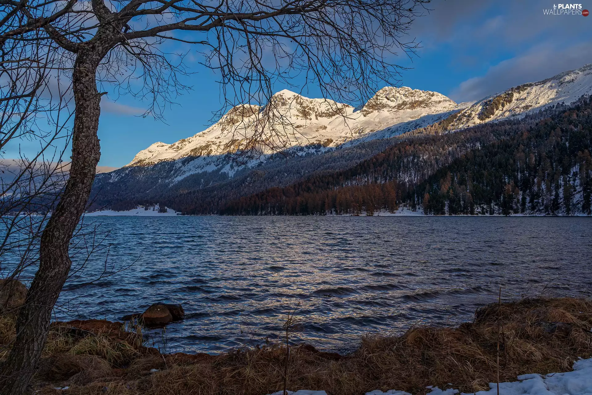 lake, illuminated, trees, peaks, Mountains, forest, viewes