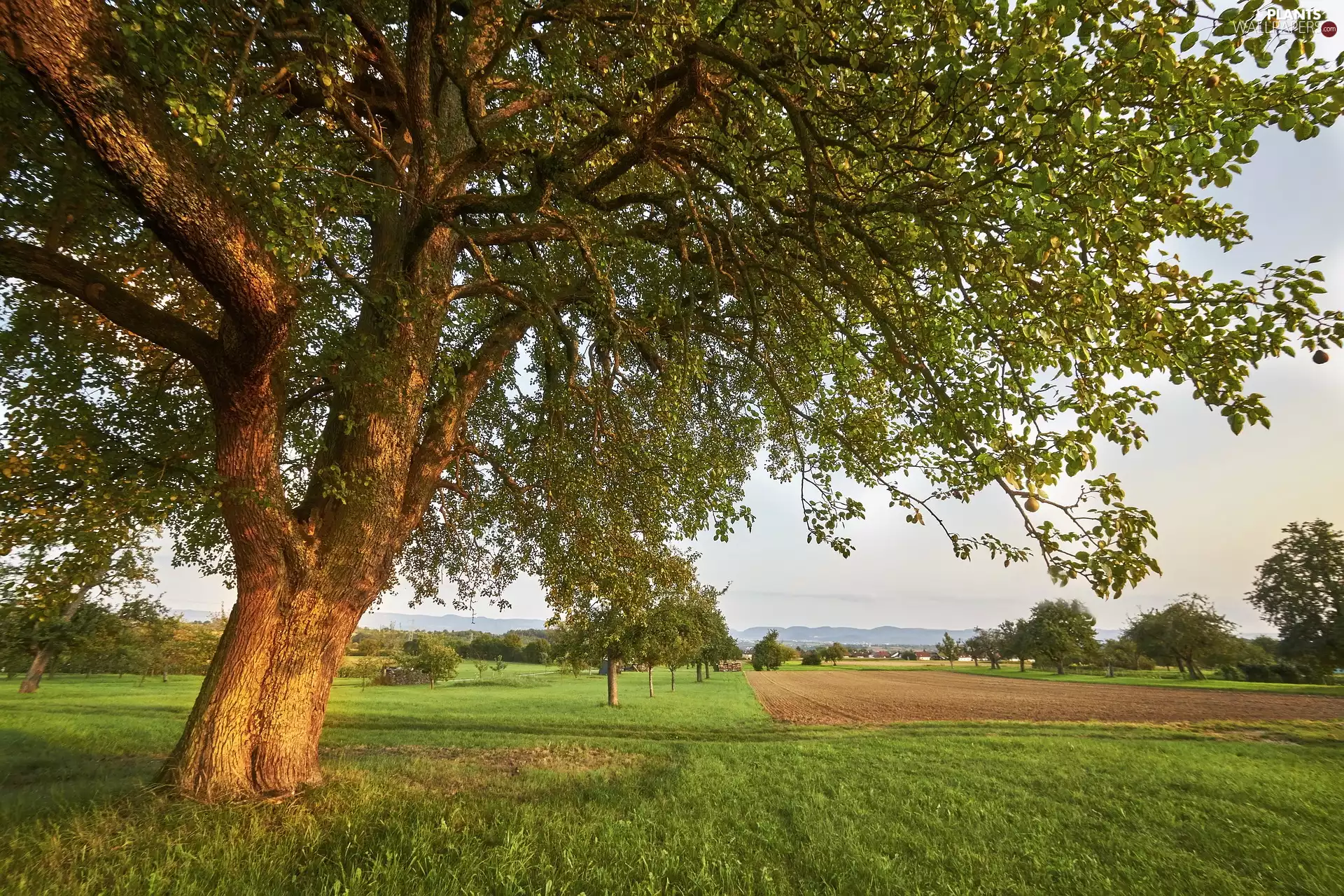 field, Fruit Tree, Pear