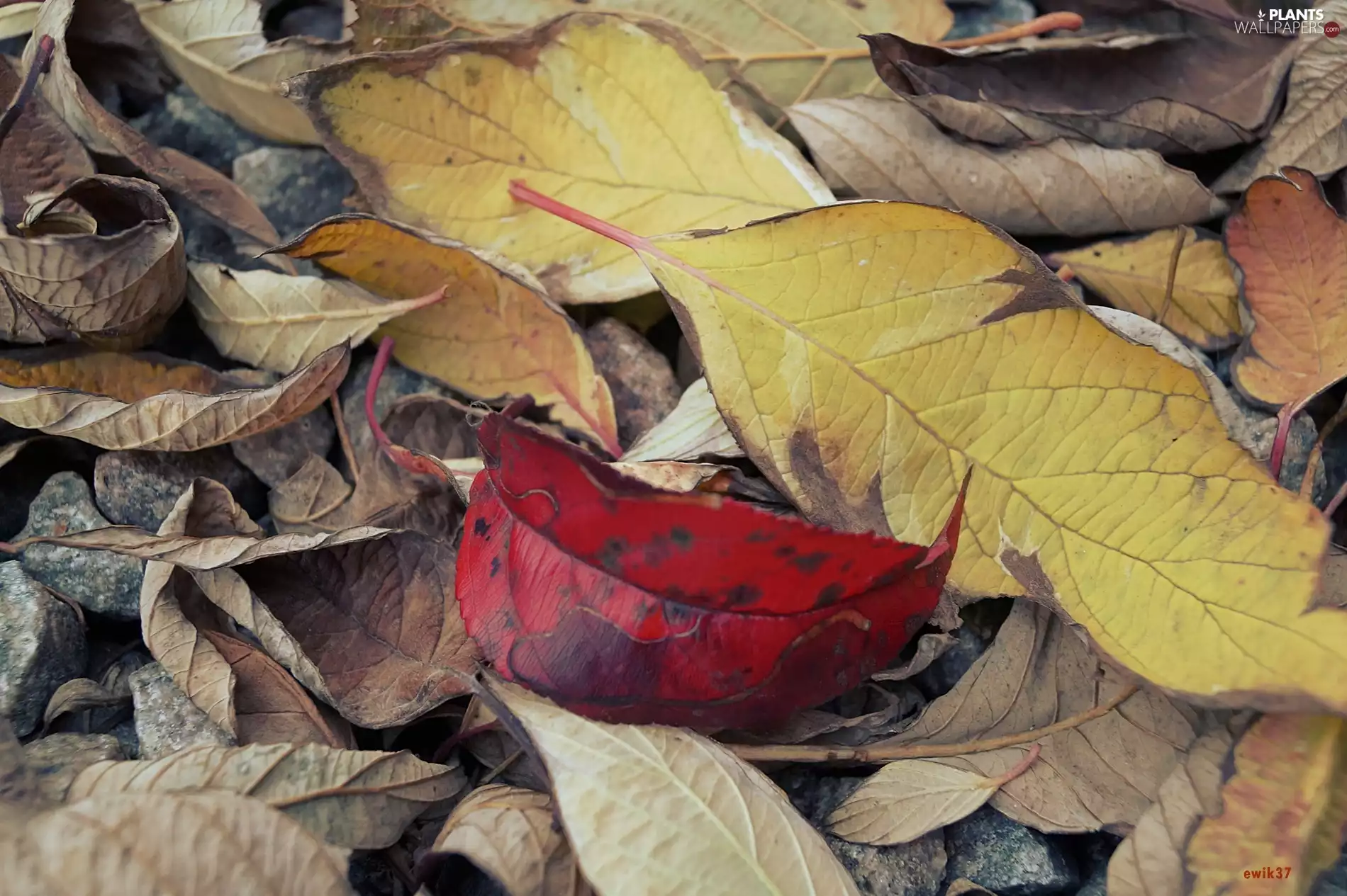 Pebble, Autumn, Leaf