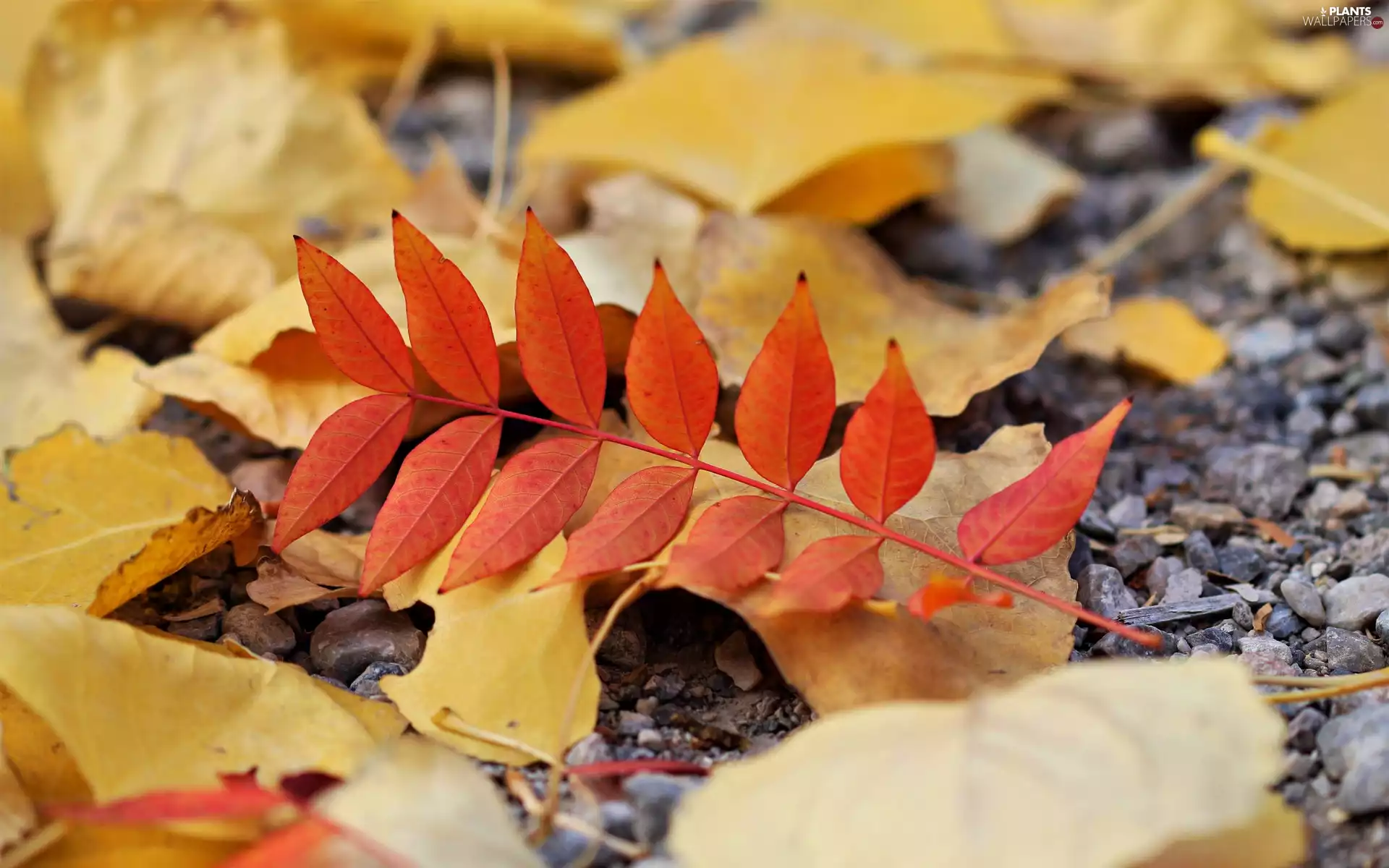 Leaf, Pebble, leaf, Autumn, Red