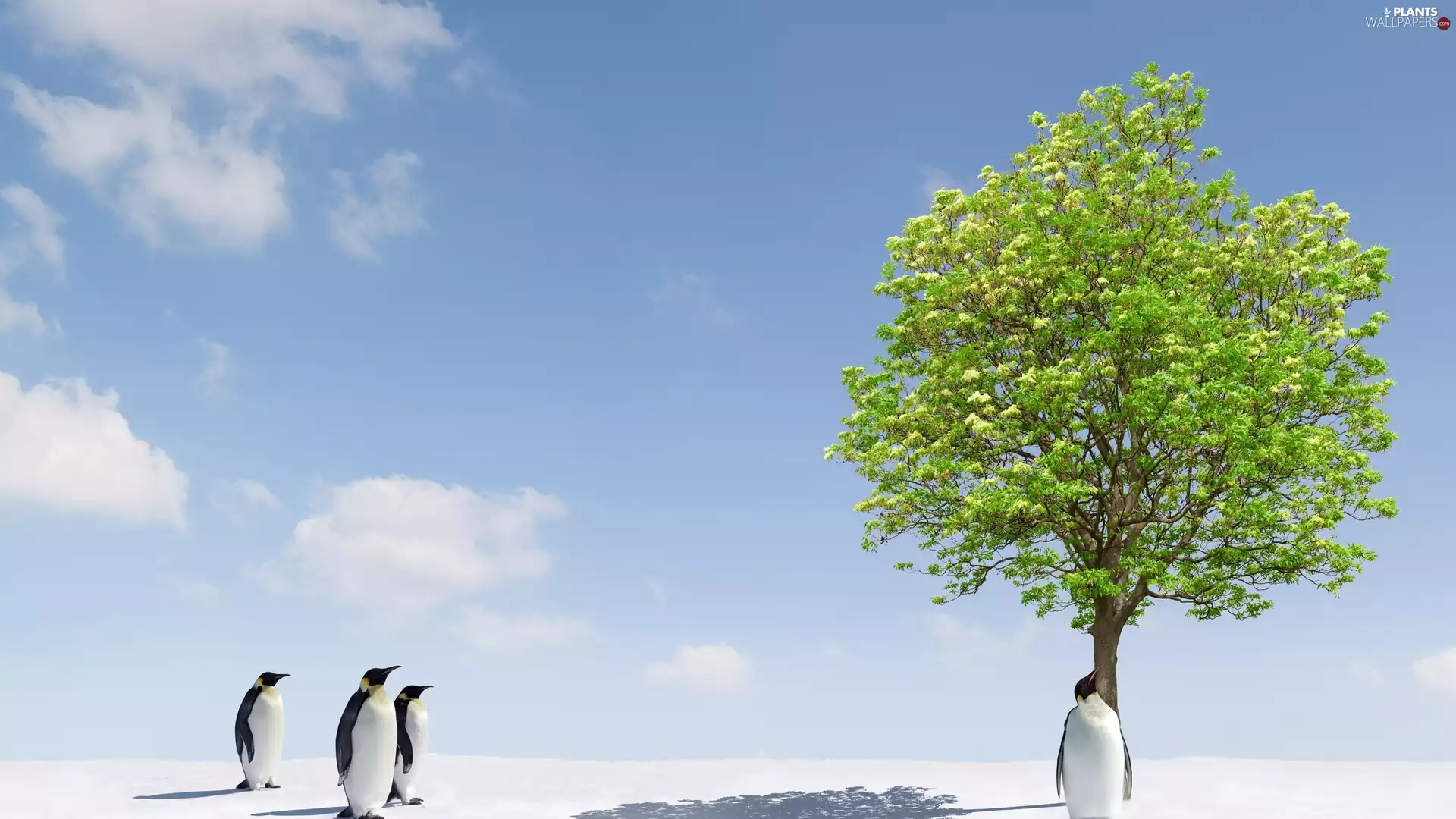penguin, trees