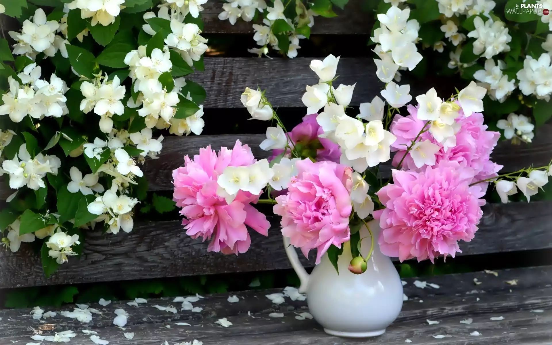 bouquet, jasmine, Bench, Peony