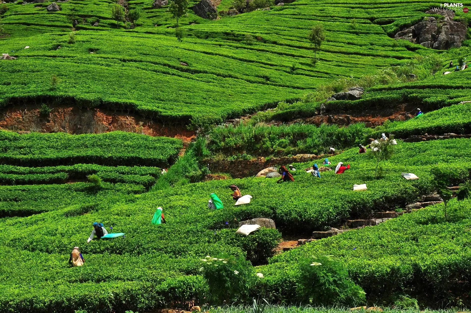collection, People, Bush, tea, mountains