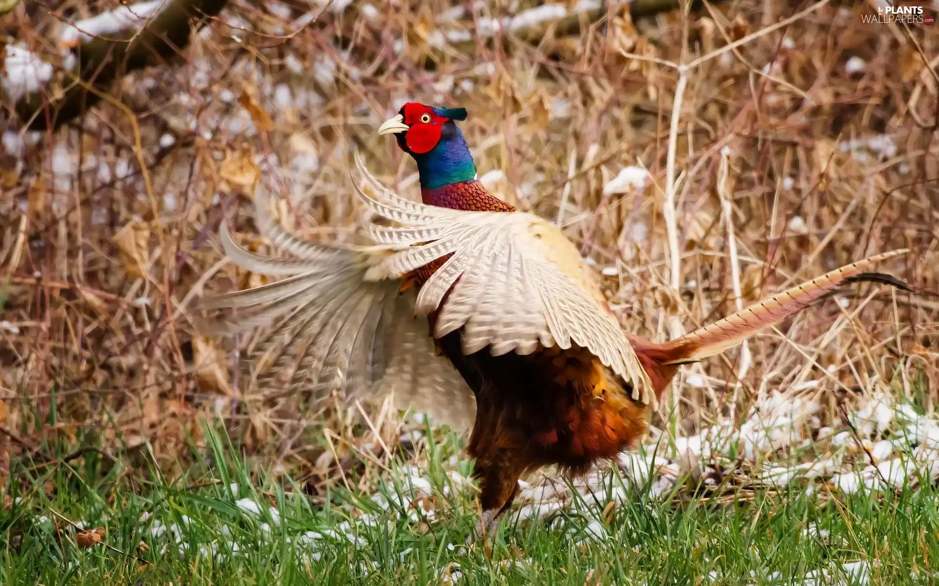 pheasant, grass
