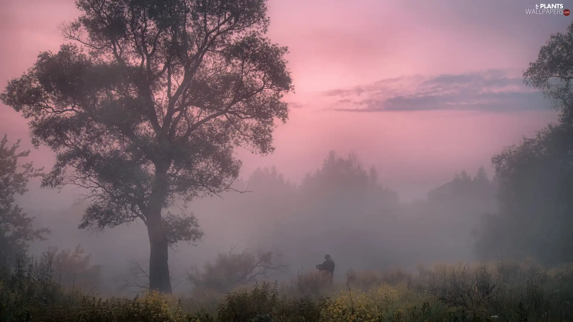 Fog, Sunrise, Human, photographer, trees, morning