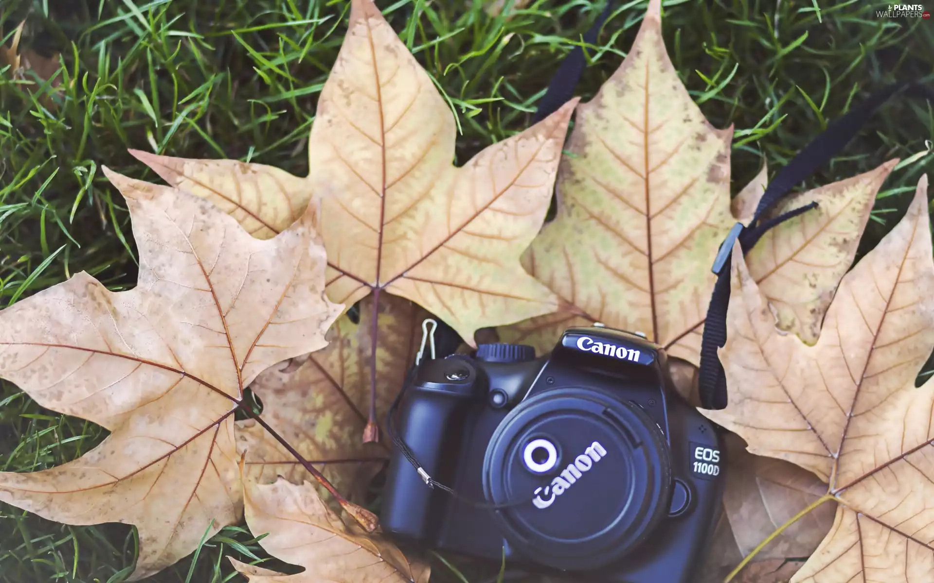 Camera, Leaf, Meadow, photographic