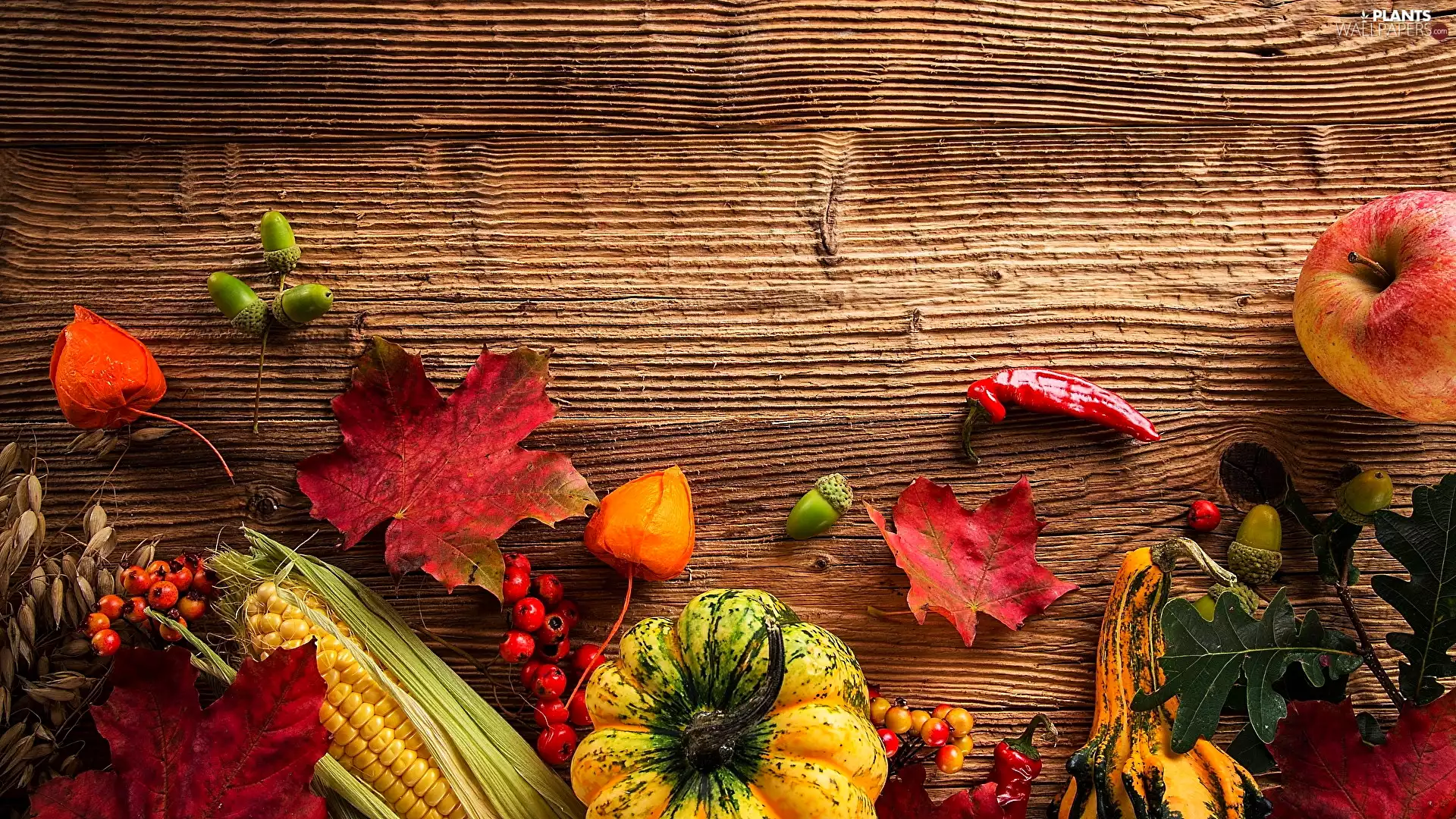 Leaf, Apple, autumn, Plant, composition, corn, pumpkin, physalis