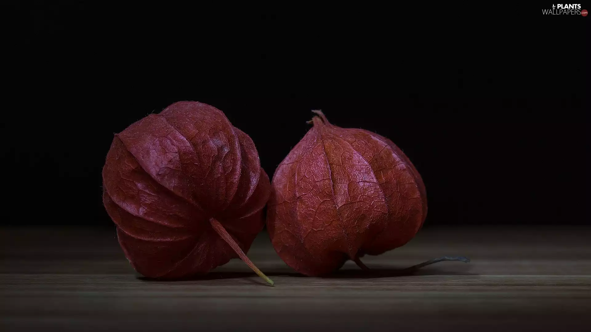 physalis, Dark Background