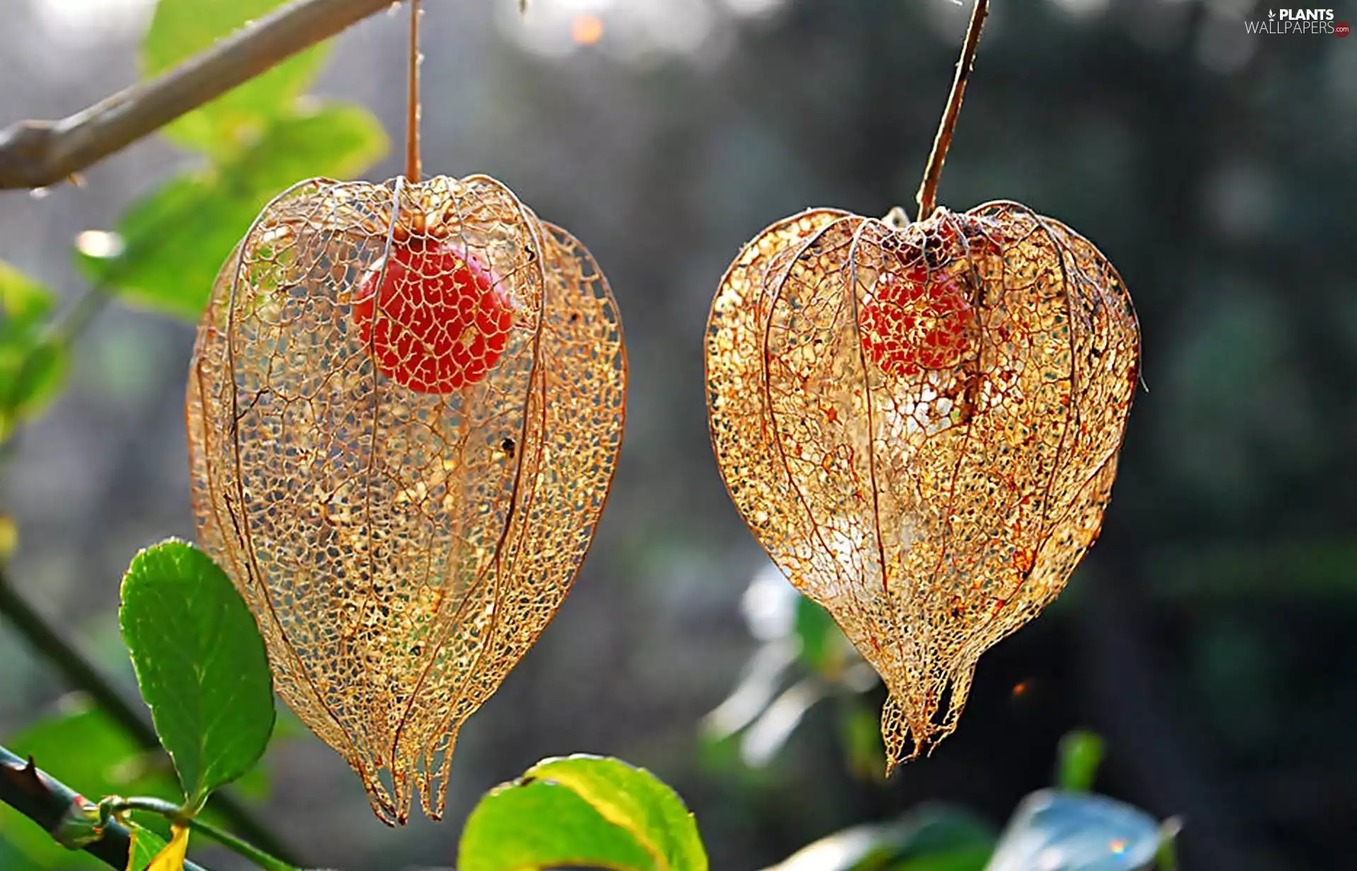 physalis bloated