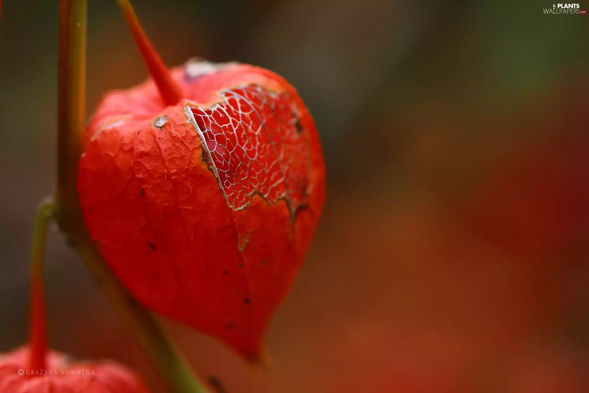 plant, physalis bloated, red hot