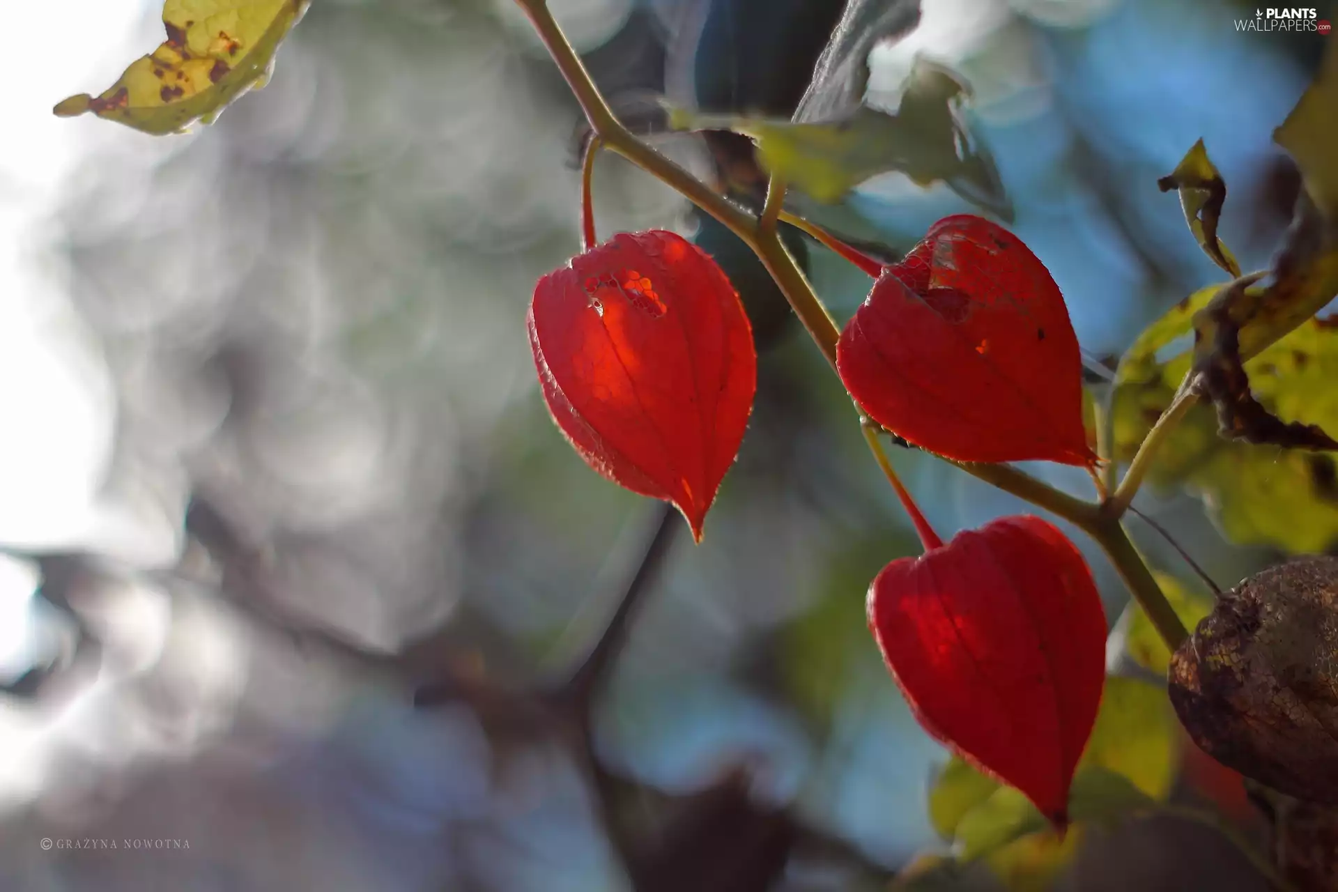 plant, physalis bloated, red hot