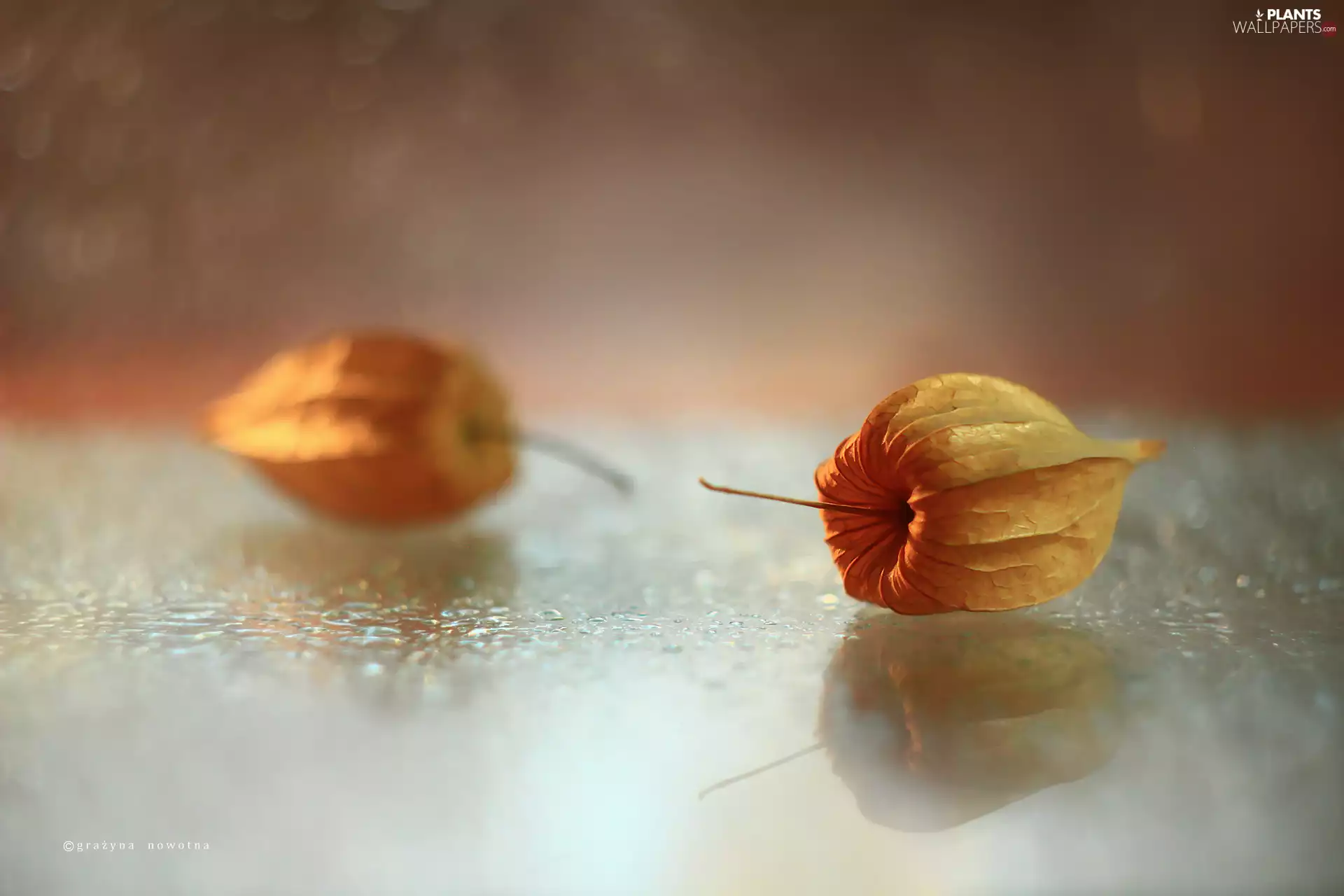 physalis bloated, Bokeh