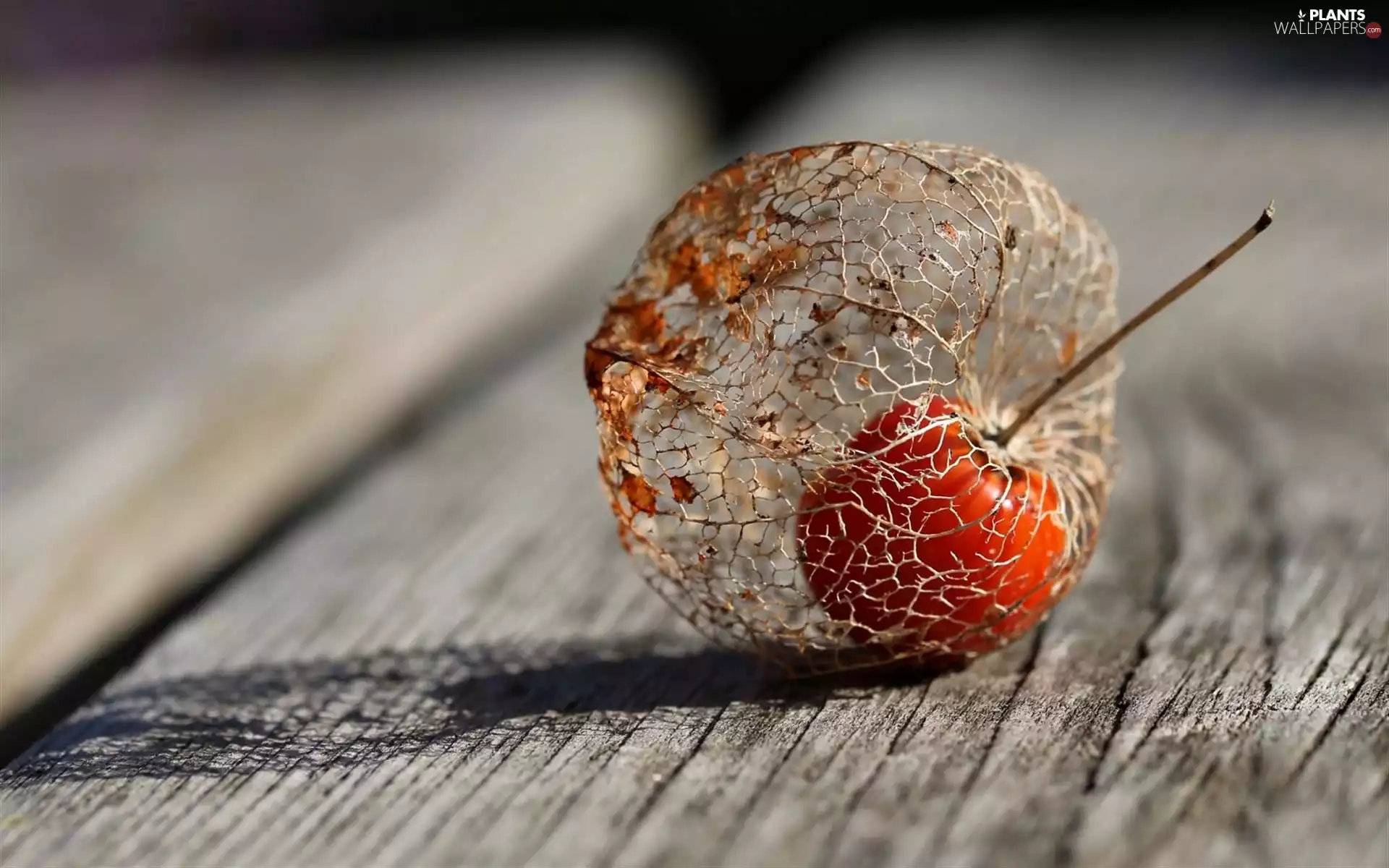 physalis, Close