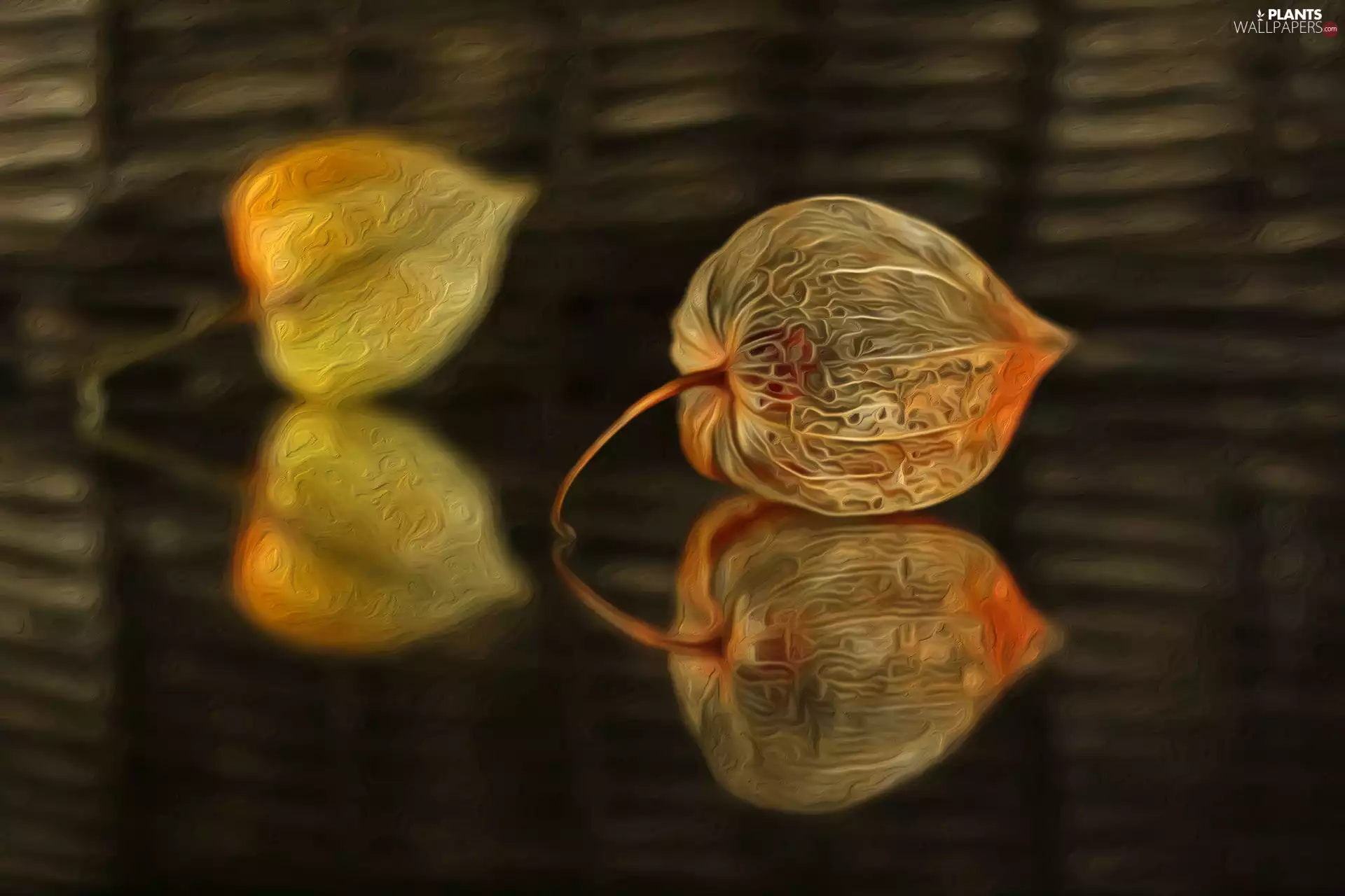 physalis bloated, graphics