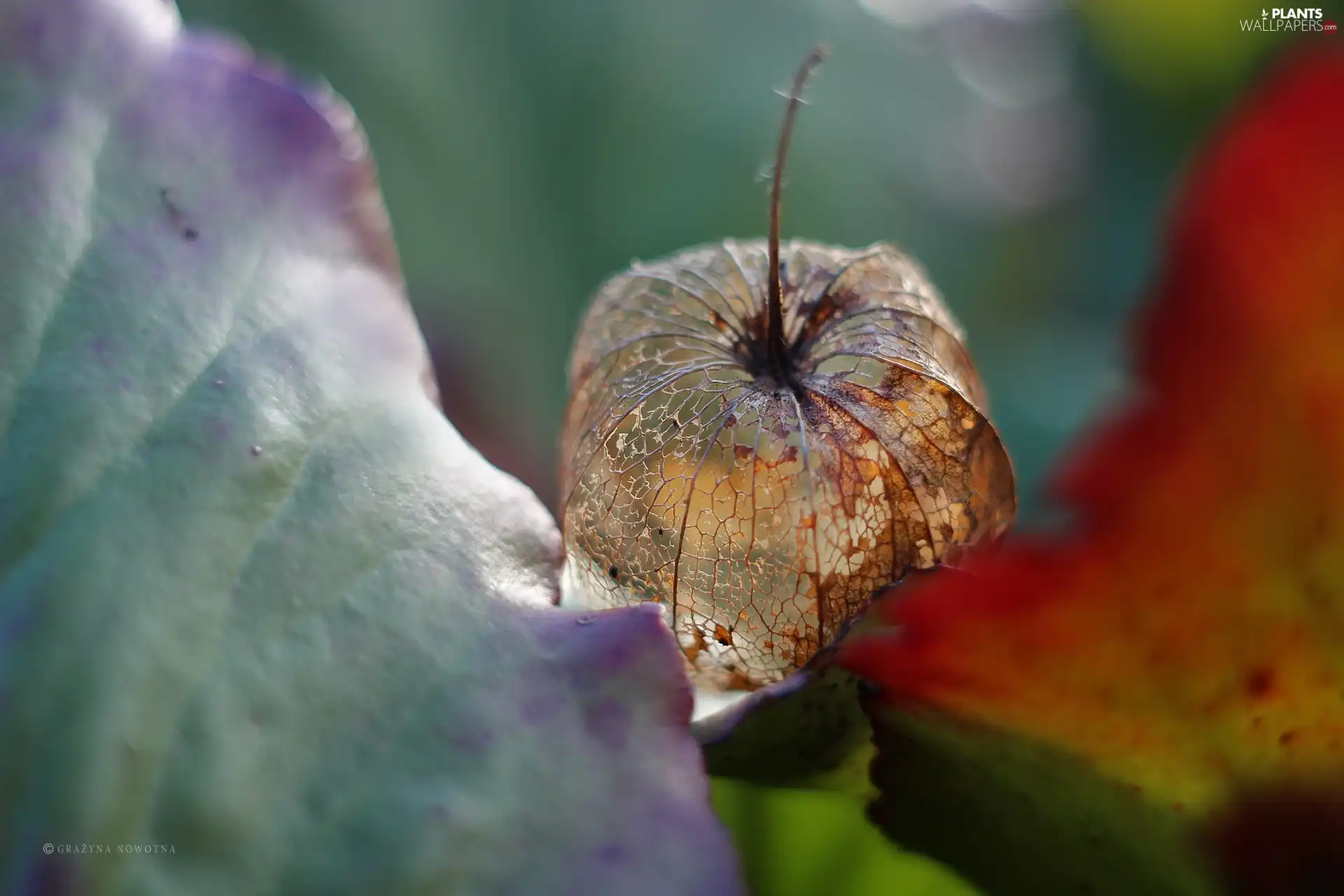 physalis bloated, plant