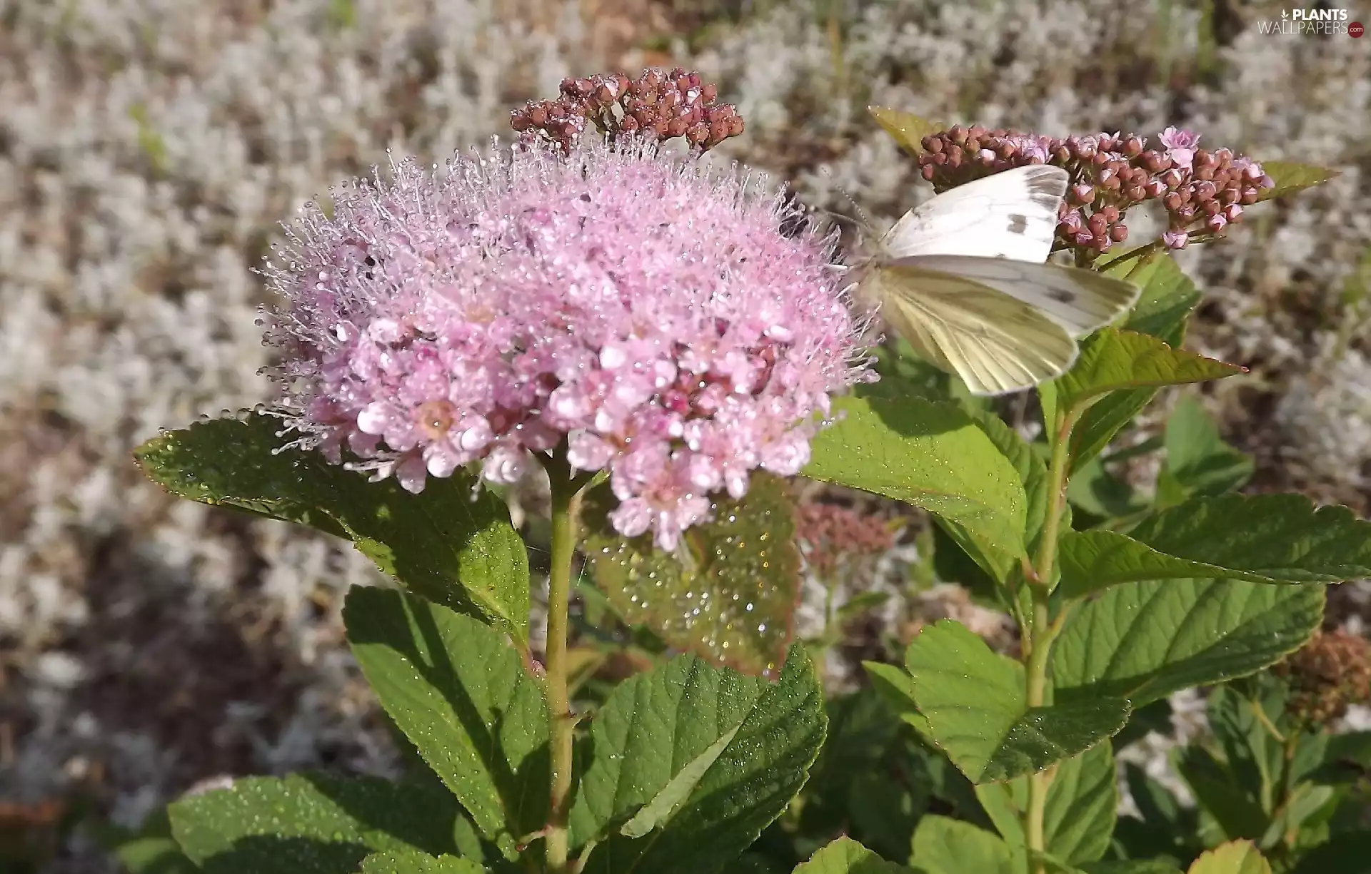 drops, Rosy, Flowers, Physocarpus Opulifolius, Pink