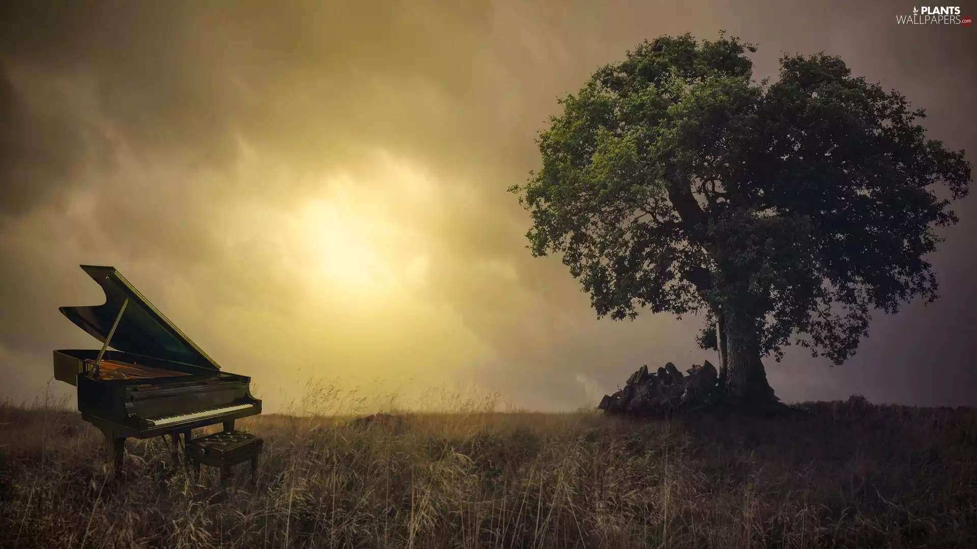 clouds, west, Meadow, Piano, trees, sun