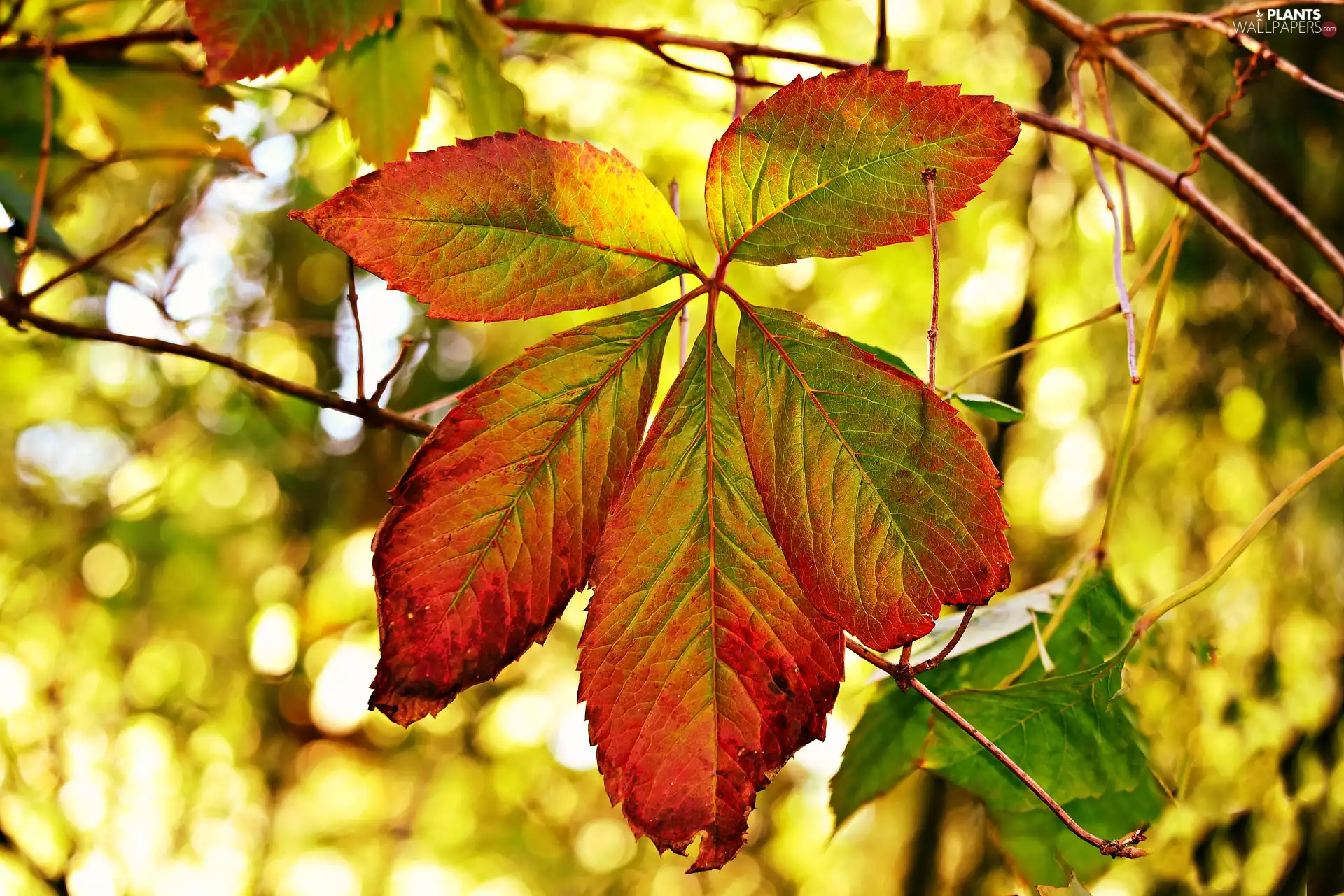 autumn, Leaf, branch pics