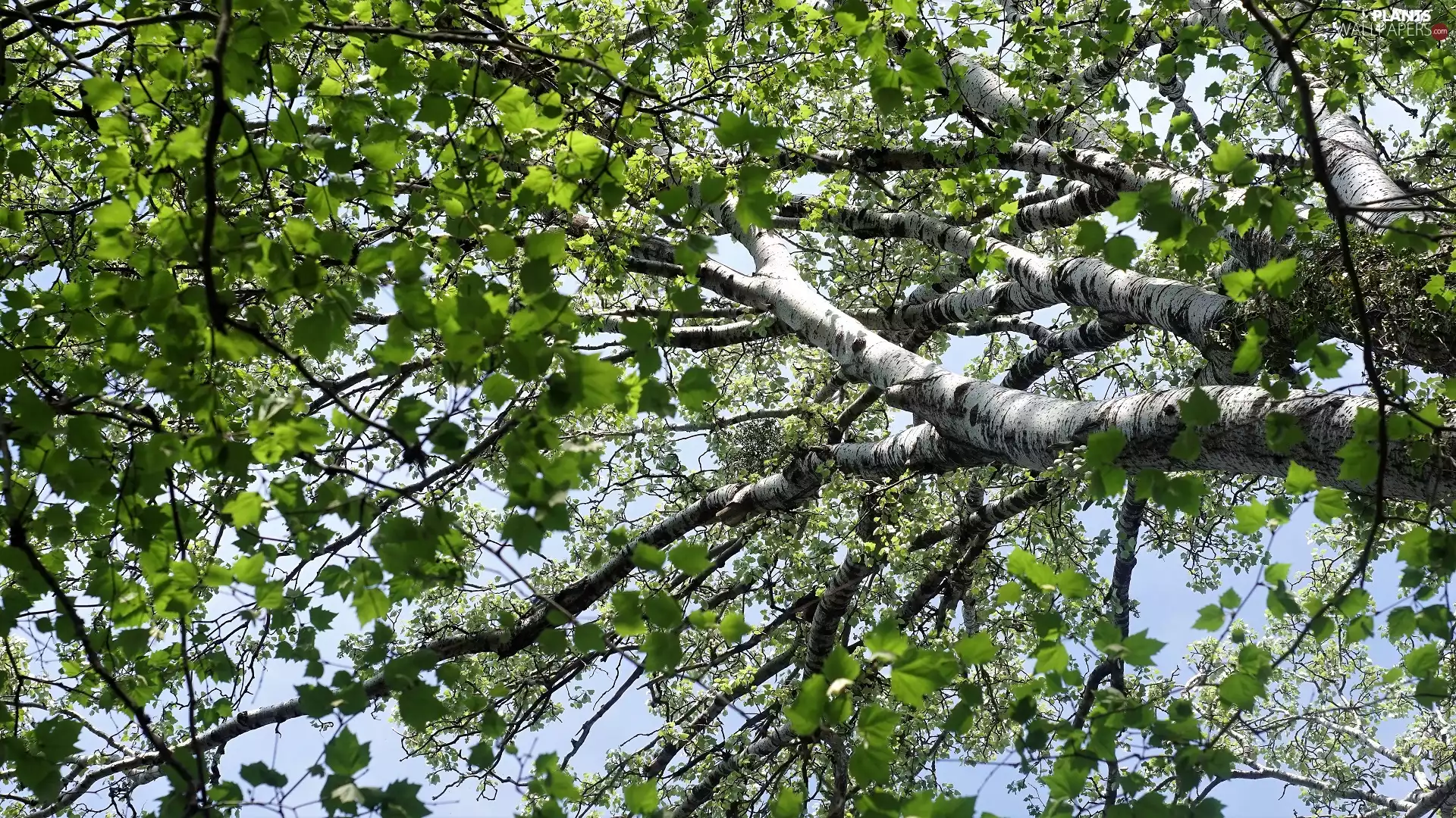 branch pics, birch-tree, Leaf