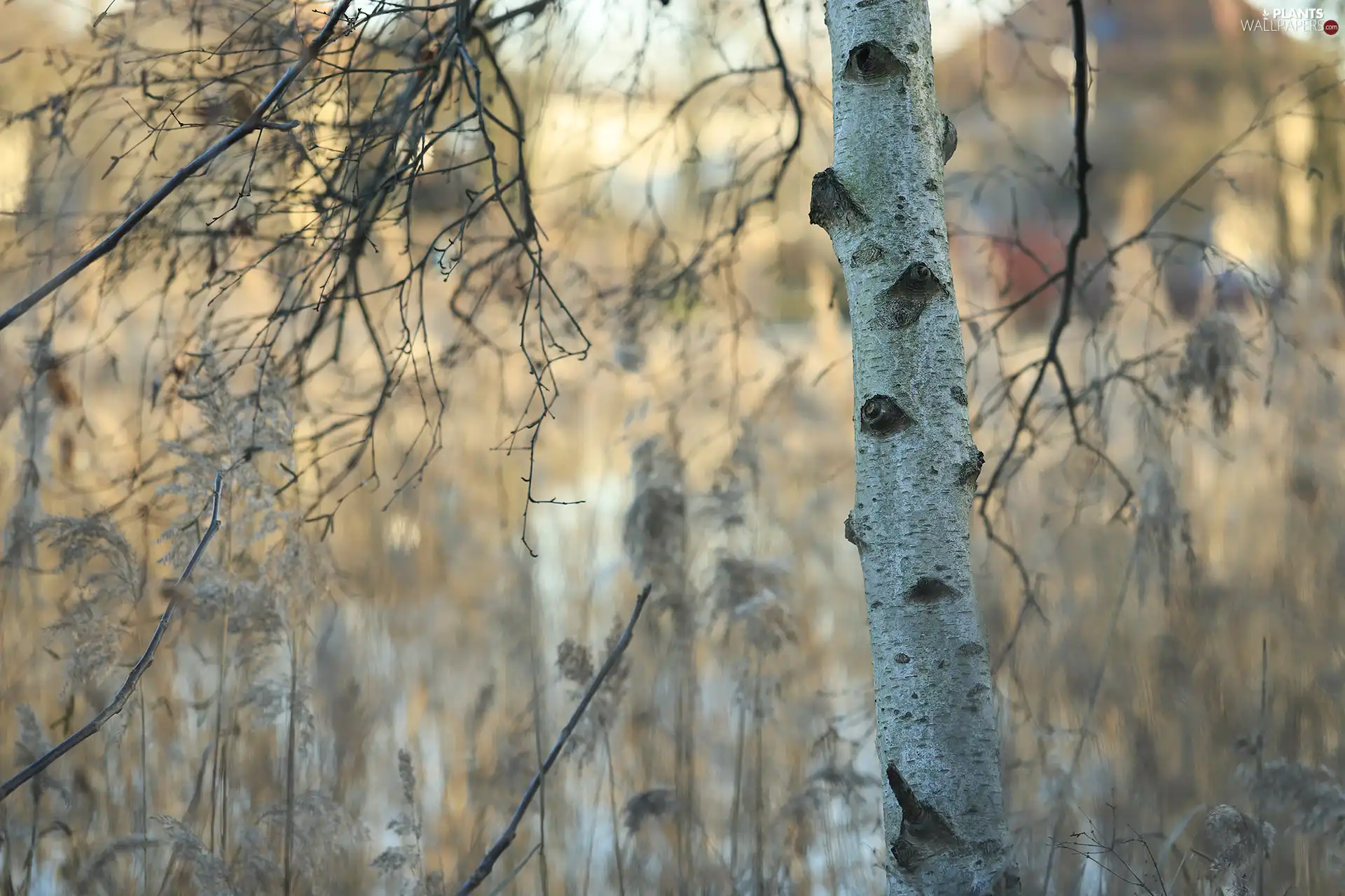 branch pics, birch-tree, trees