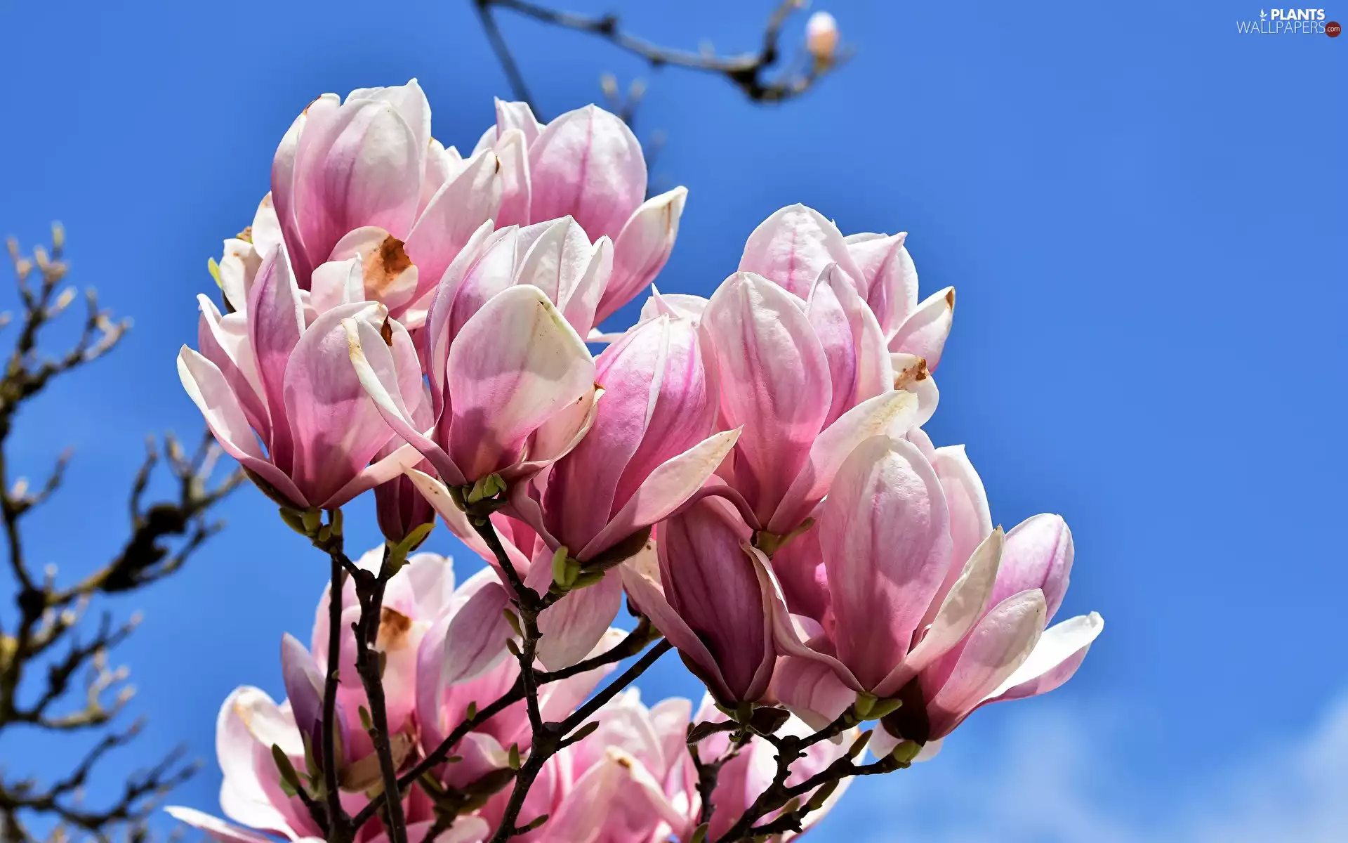 Magnolia, Flowers, branch pics, white and pink