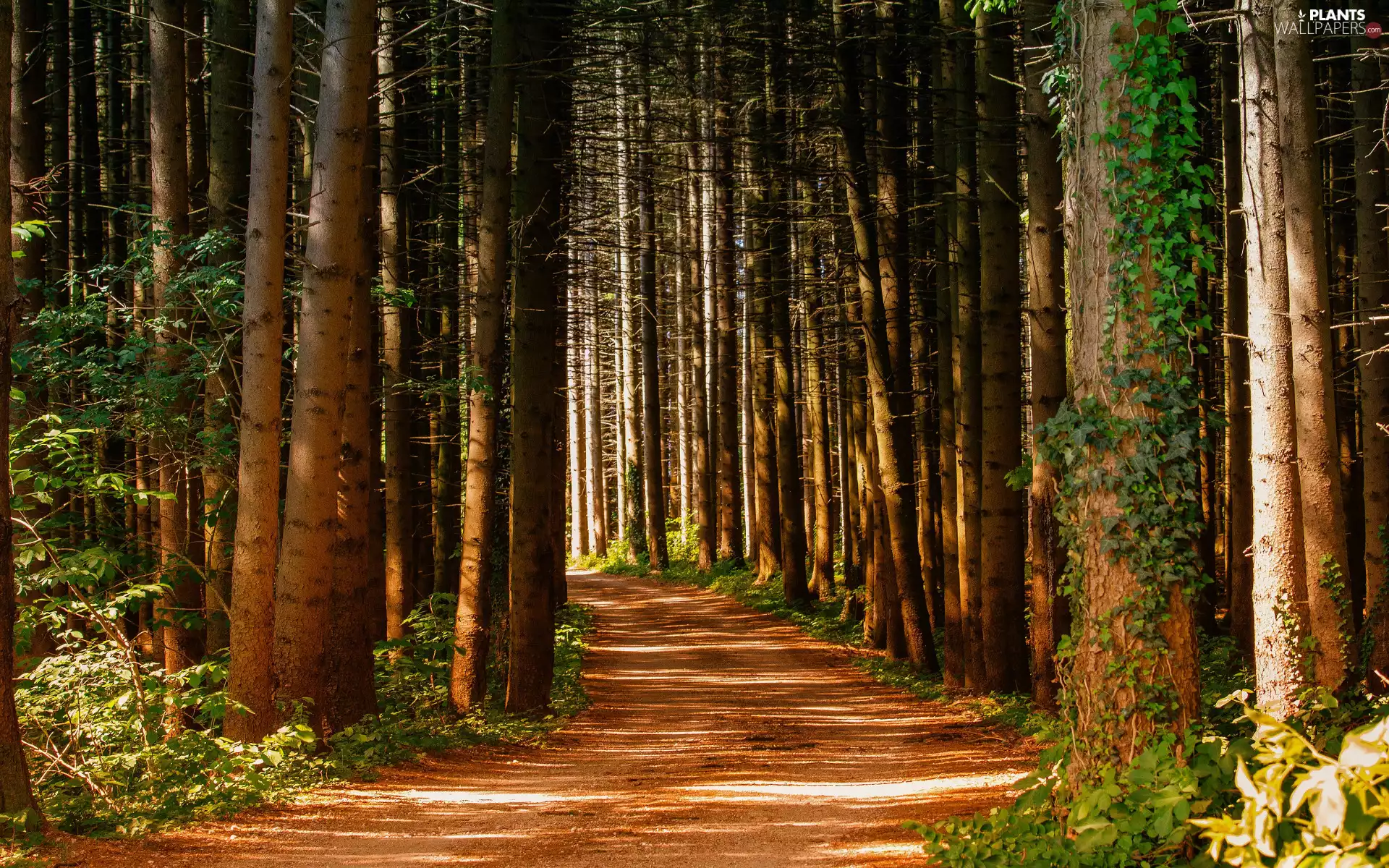 viewes, forest, branch pics, Path, Stems, trees