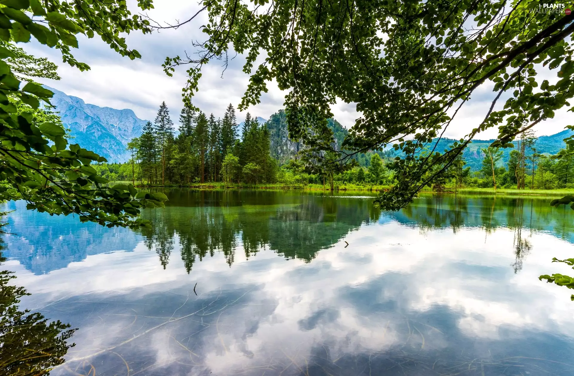 trees, lake, branch pics, reflection, viewes, Mountains