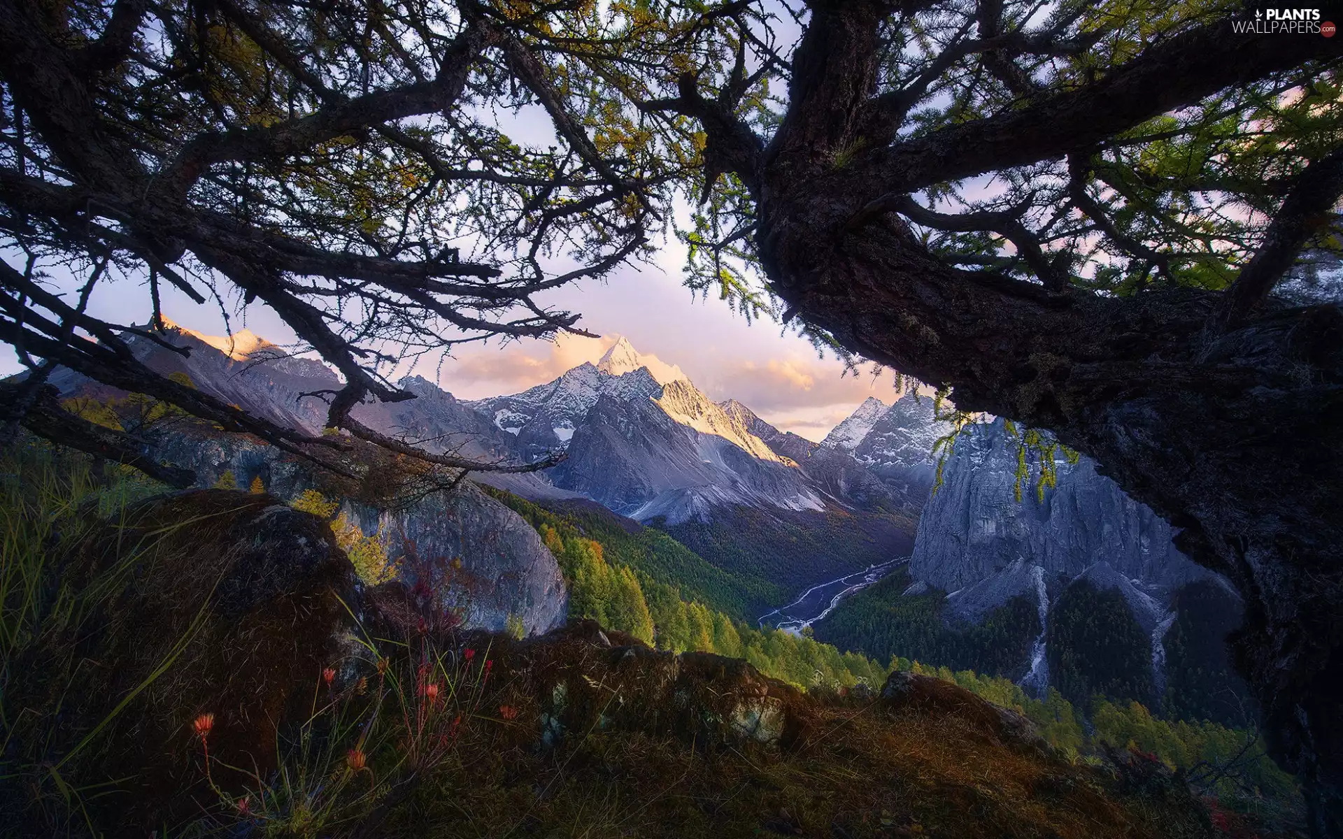 trees, Mountains, branch pics, Valley, viewes, rocks