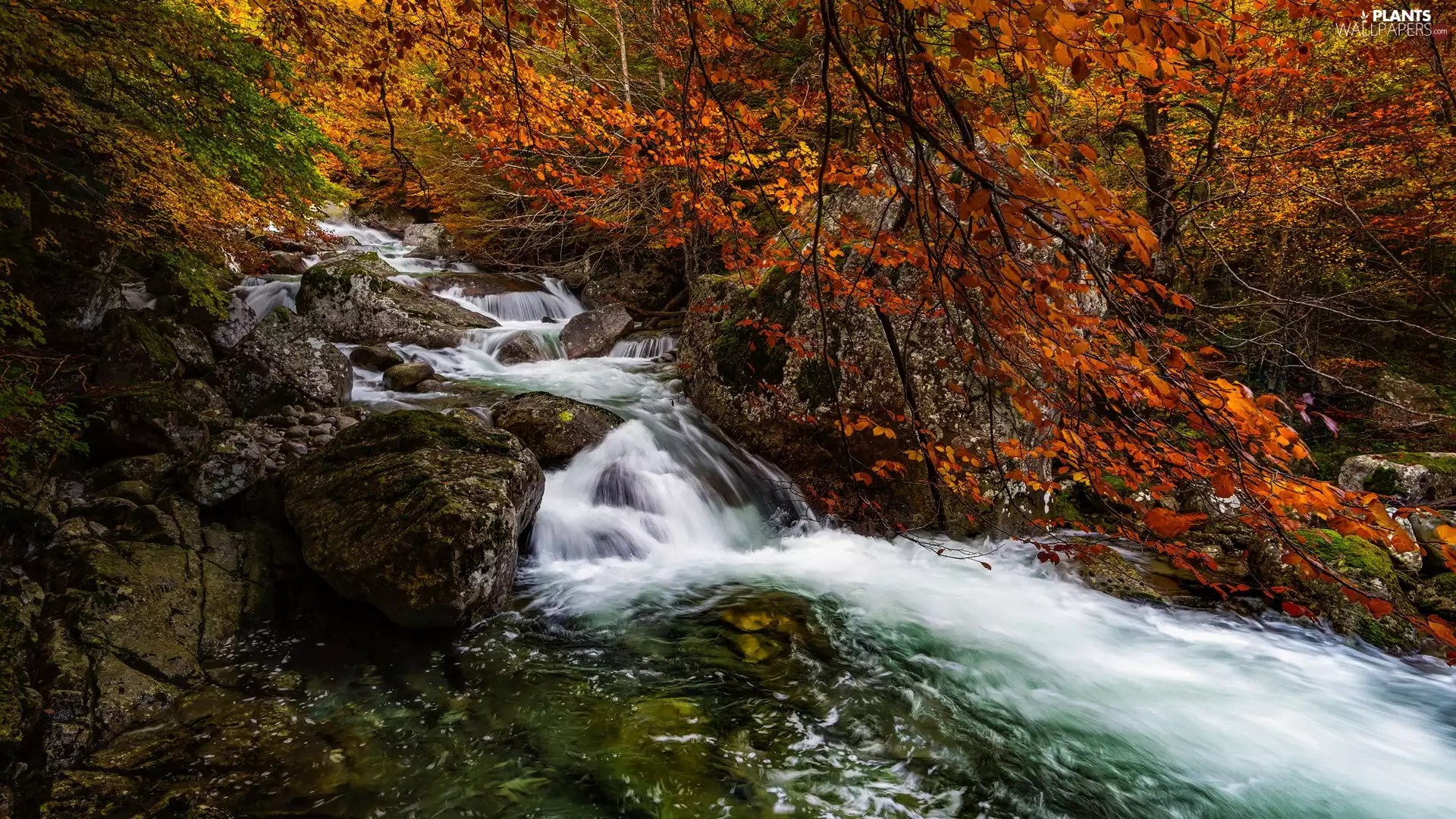 trees, River, branch pics, autumn, viewes, Stones
