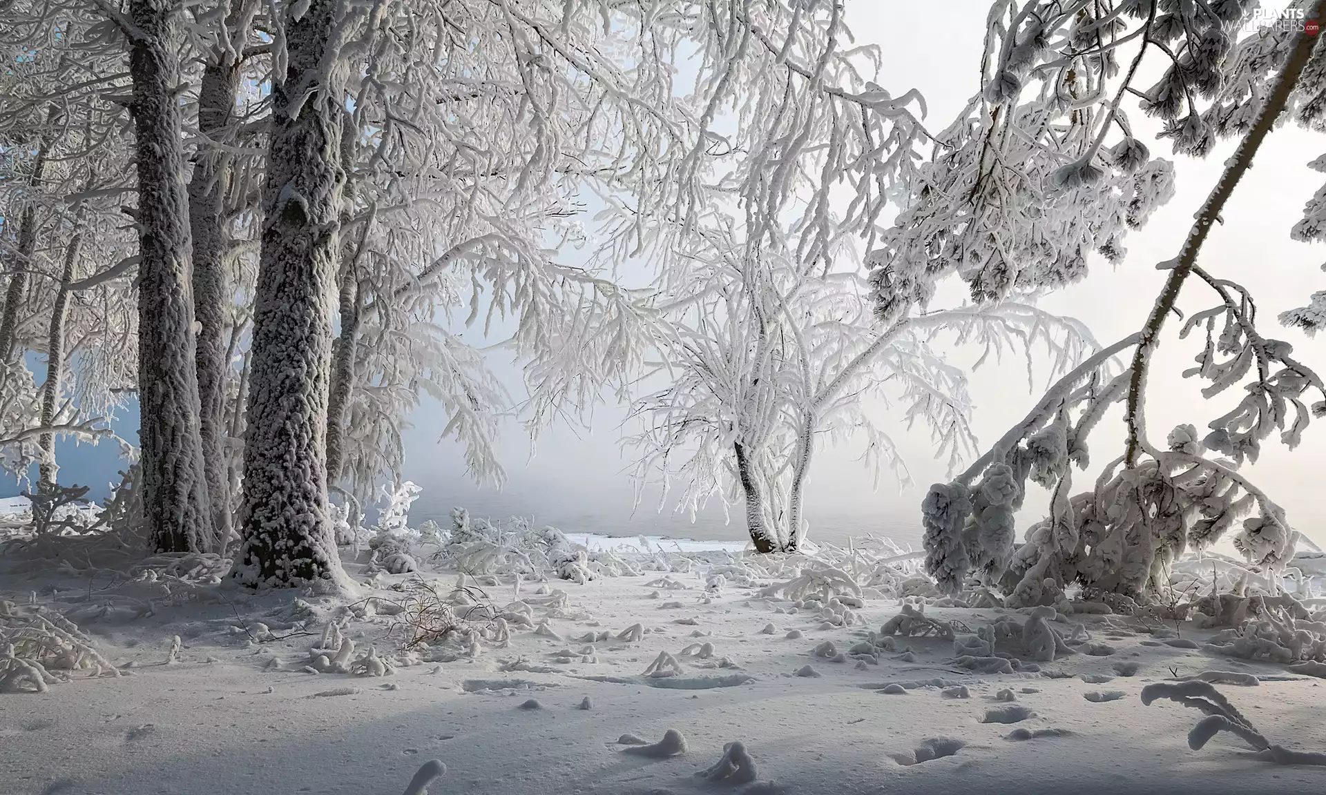 trees, snow, branch pics, winter, viewes, Snowy