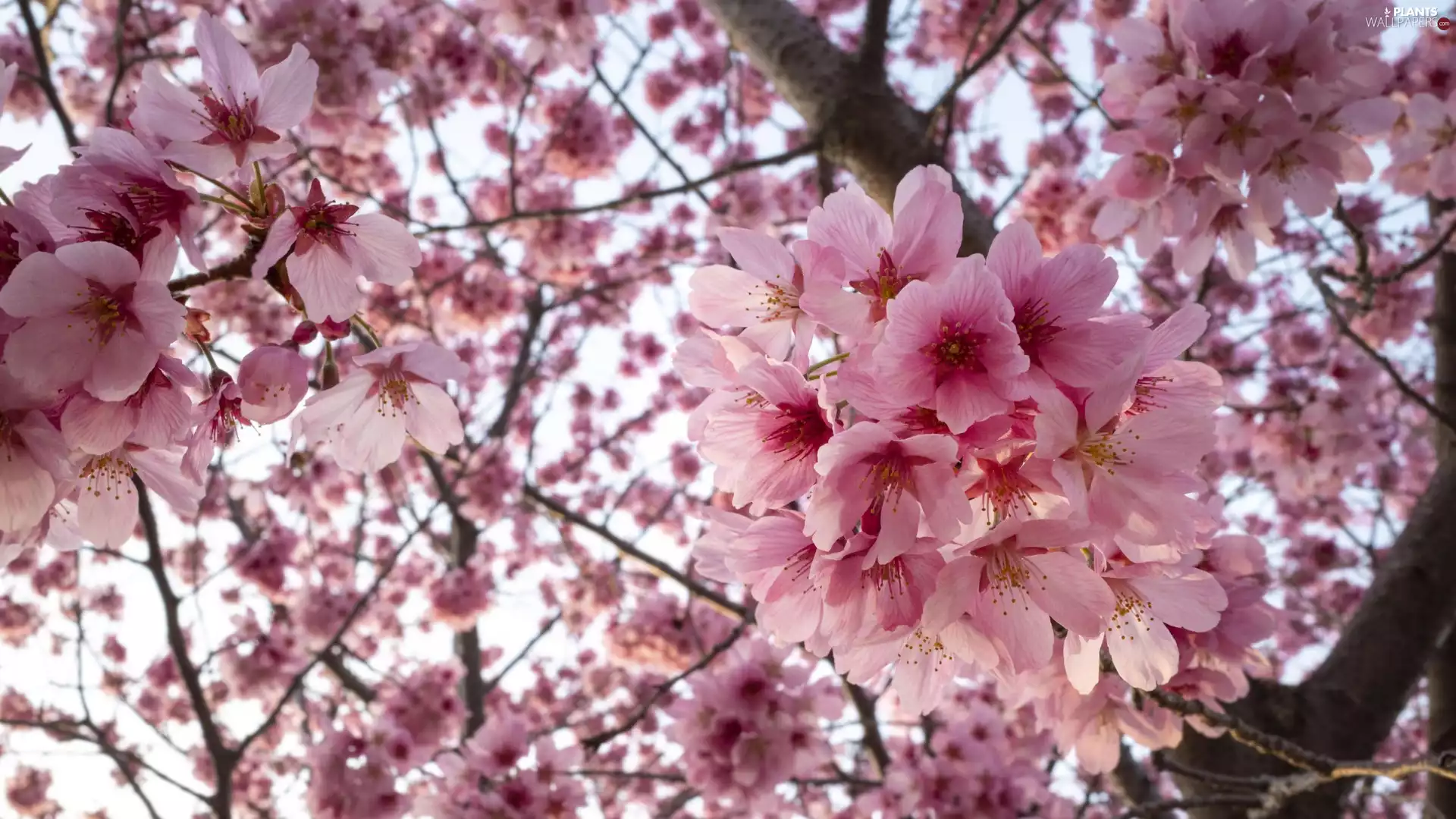 Fruit Tree, branch pics, Pink, cherry, Flowers